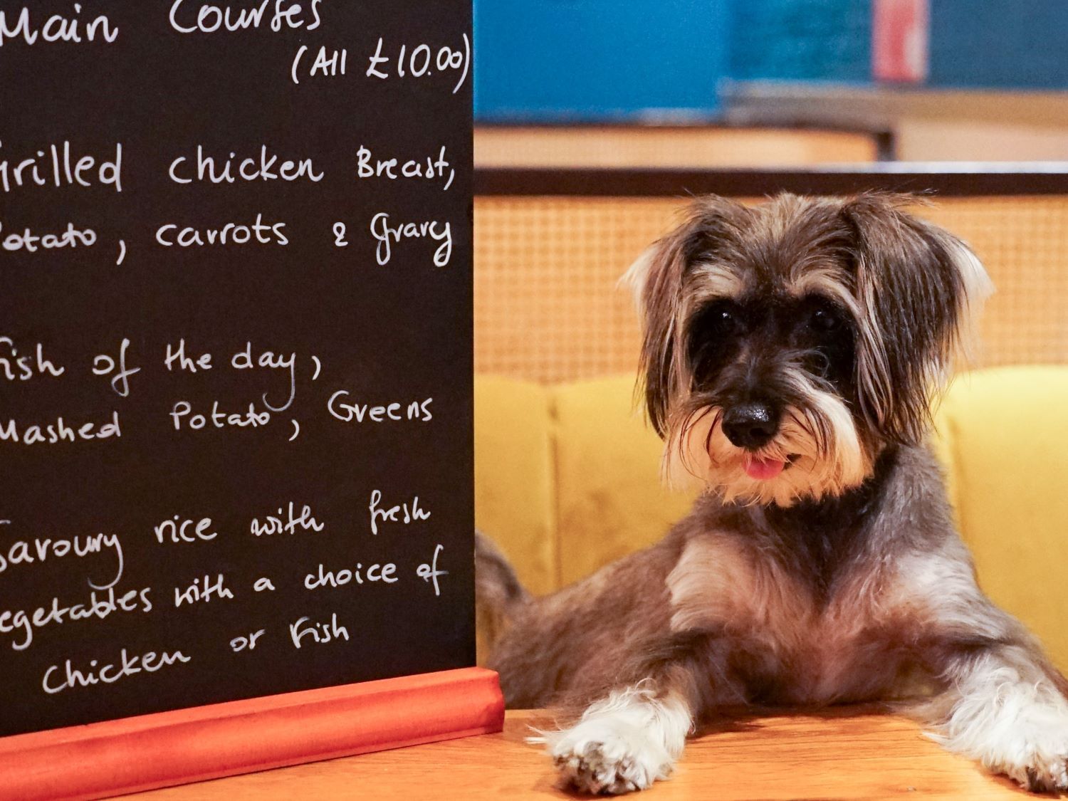 Dog with a menu