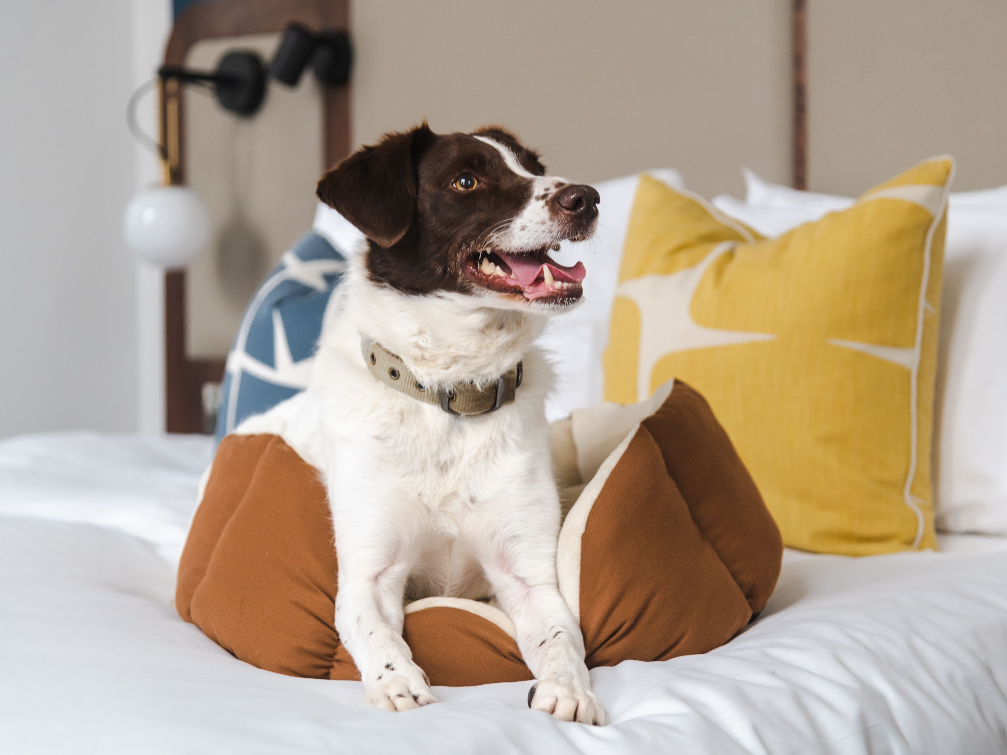 Dog on hotel bed