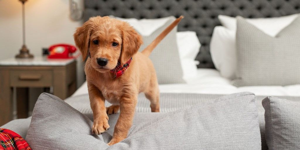 Pet in Glasgow hotel guest room