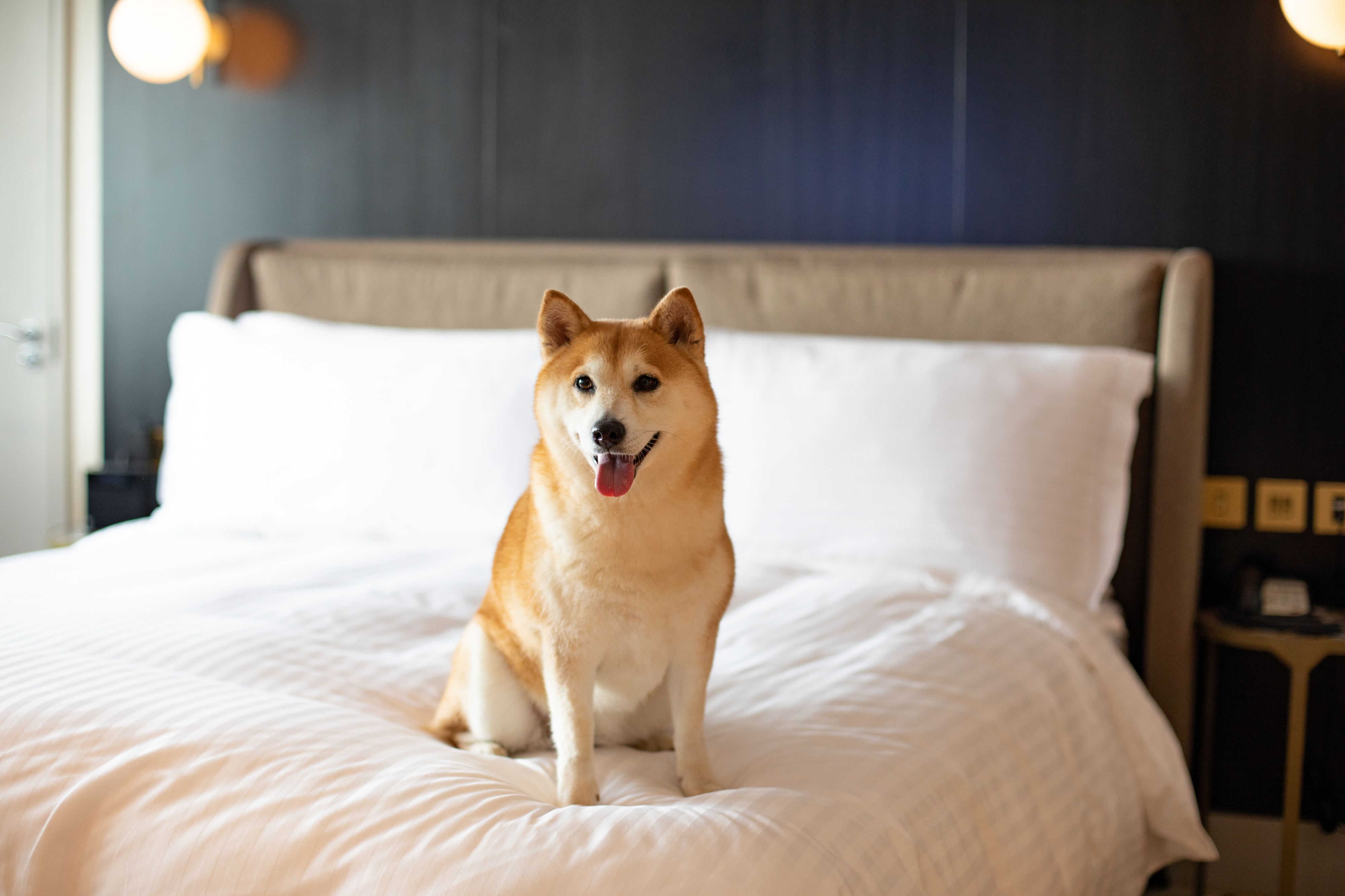 Dog in a hotel room