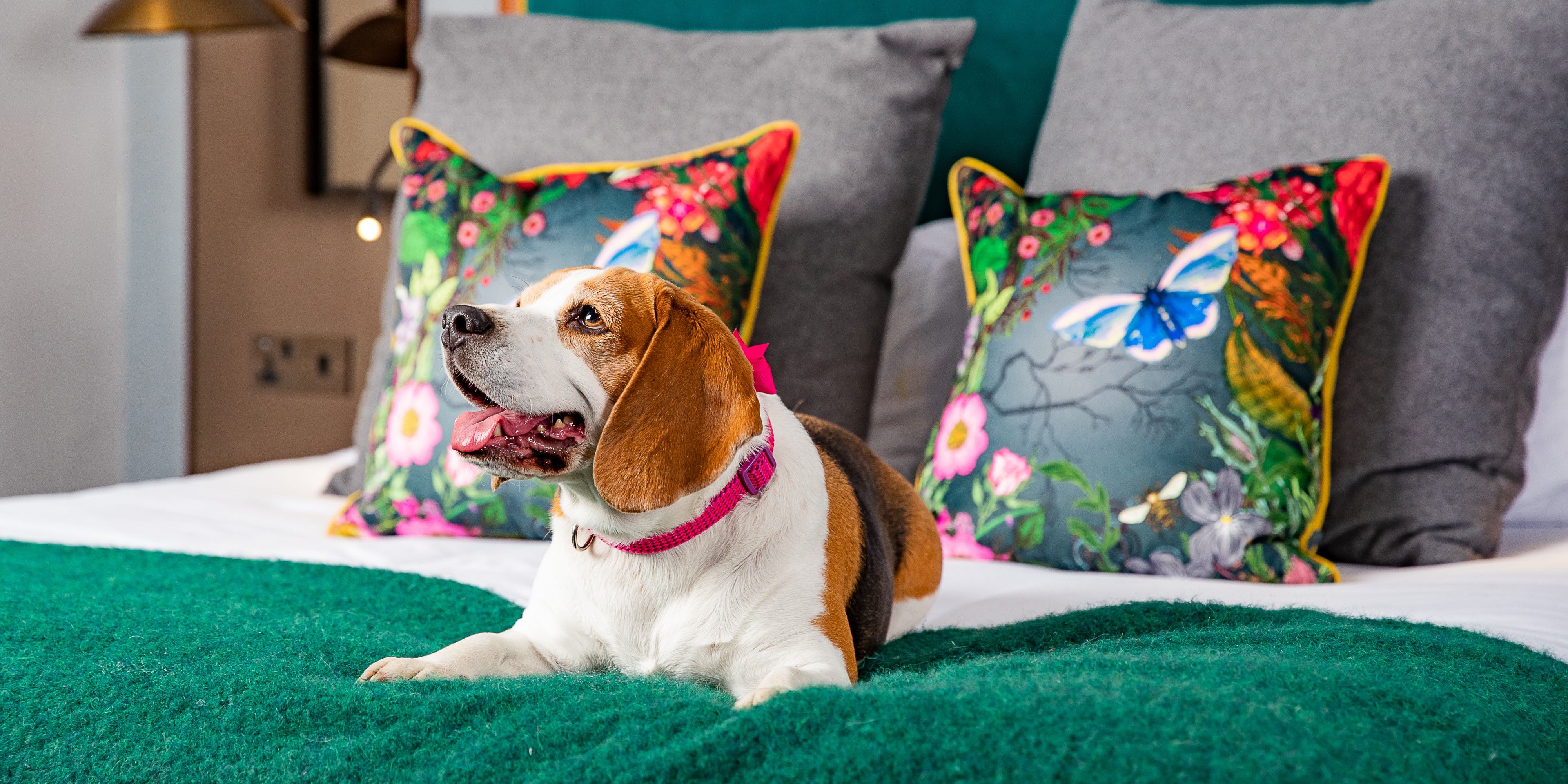 Dog relaxing on hotel bed