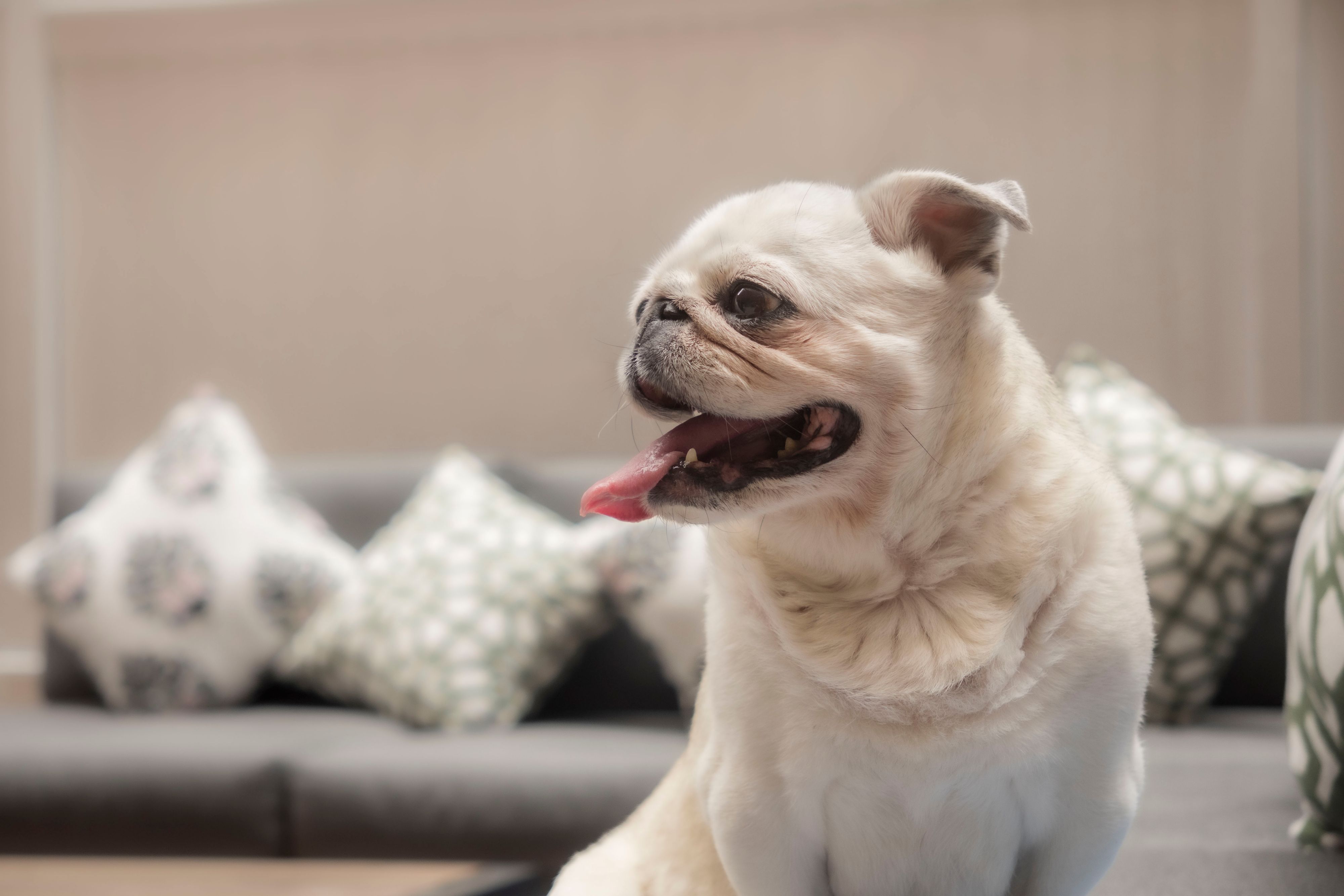 Woman driving car with dog looking out window