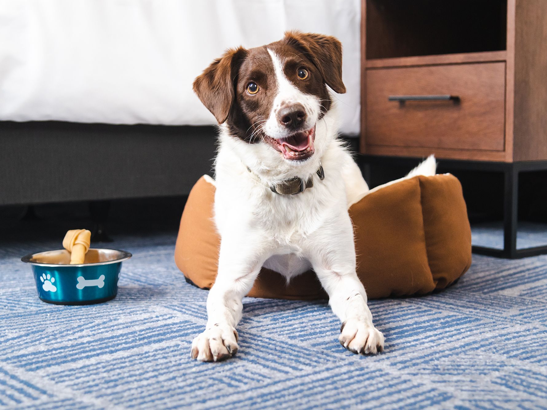 Happy dog at the hotel