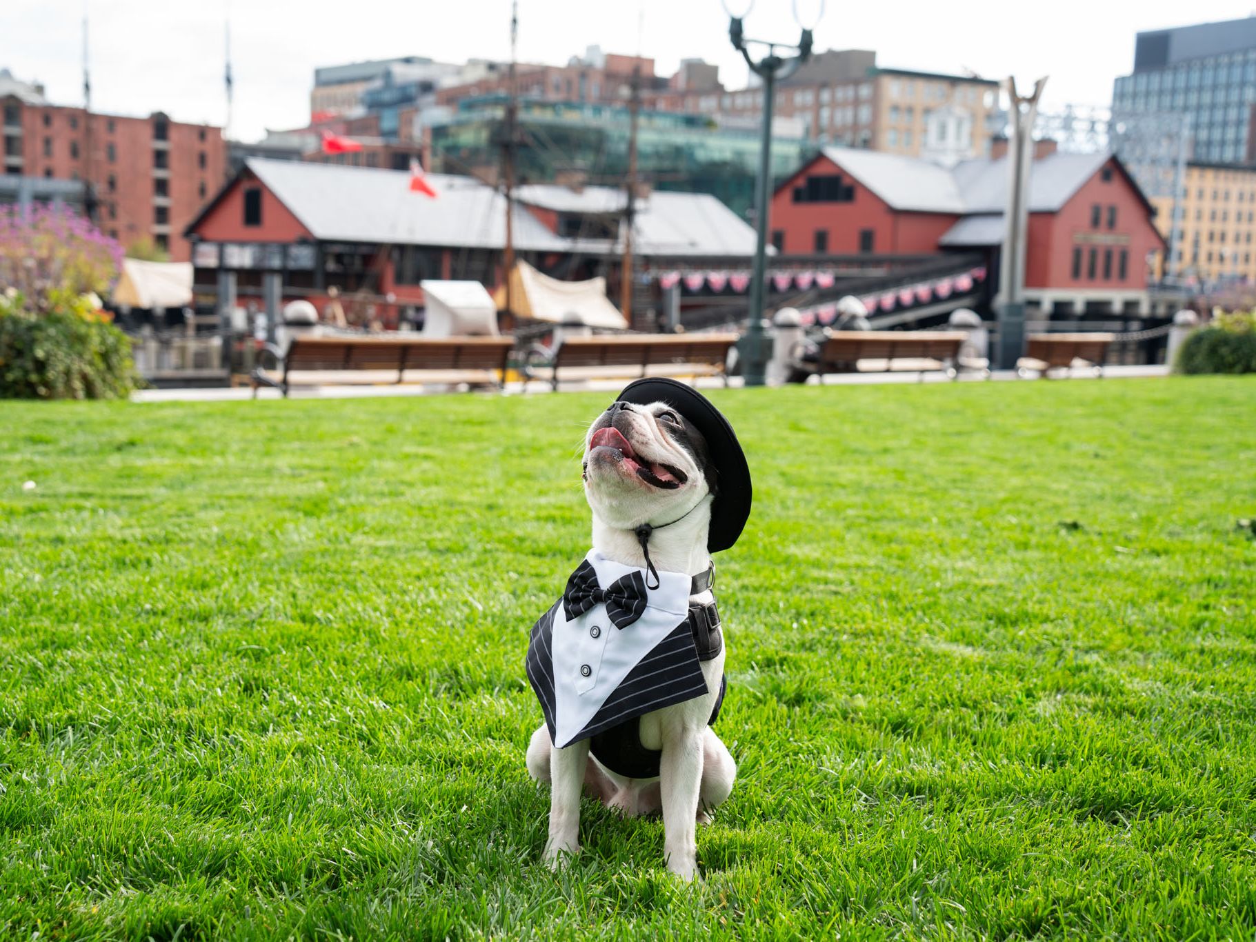 Boston terrier in tuxedo costume.