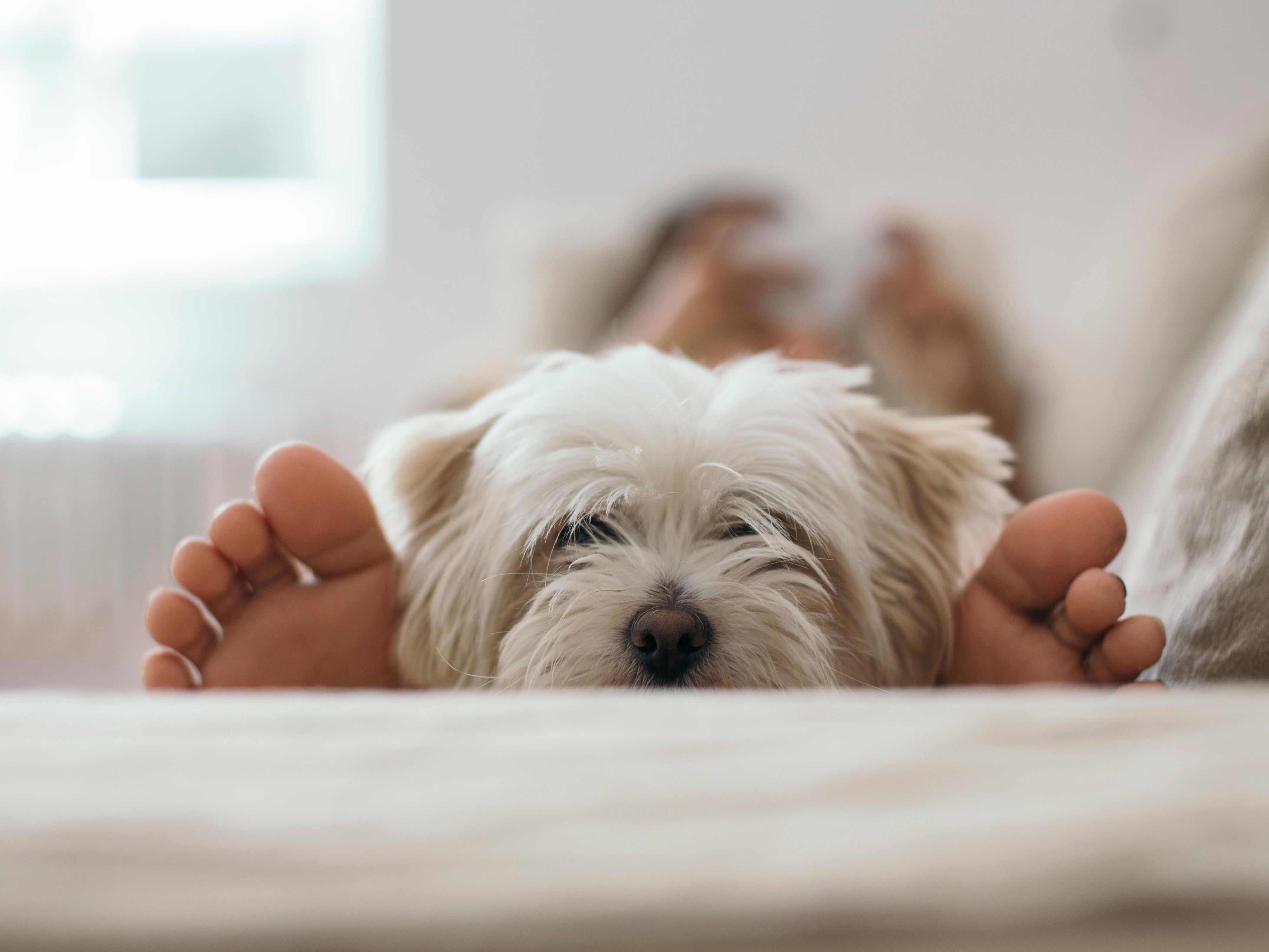 It’s hard to leave your best buddy at home when you’re traveling for extended periods, so we provide a pet friendly experience at Candlewood Suites.  Pet fees apply
