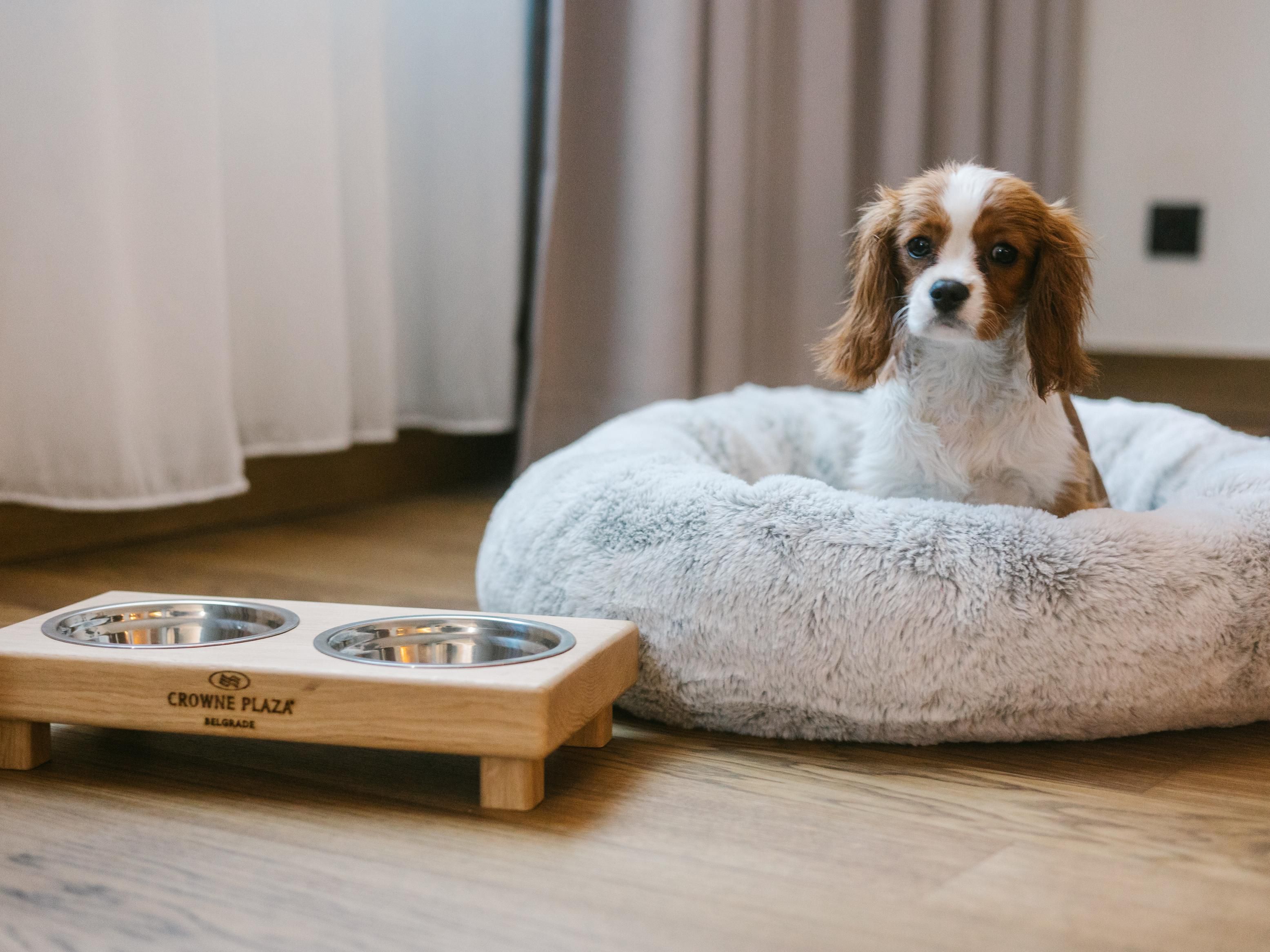 Our pet-tastic hotel welcomes furry guests with open arms and presents them with tail-wagging goody bags. Showcasing our commitment to making every stay unforgettable, these special treats will have your pets feeling like VIPs throughout their stay. Happy pets, happy owners – that's our promise!