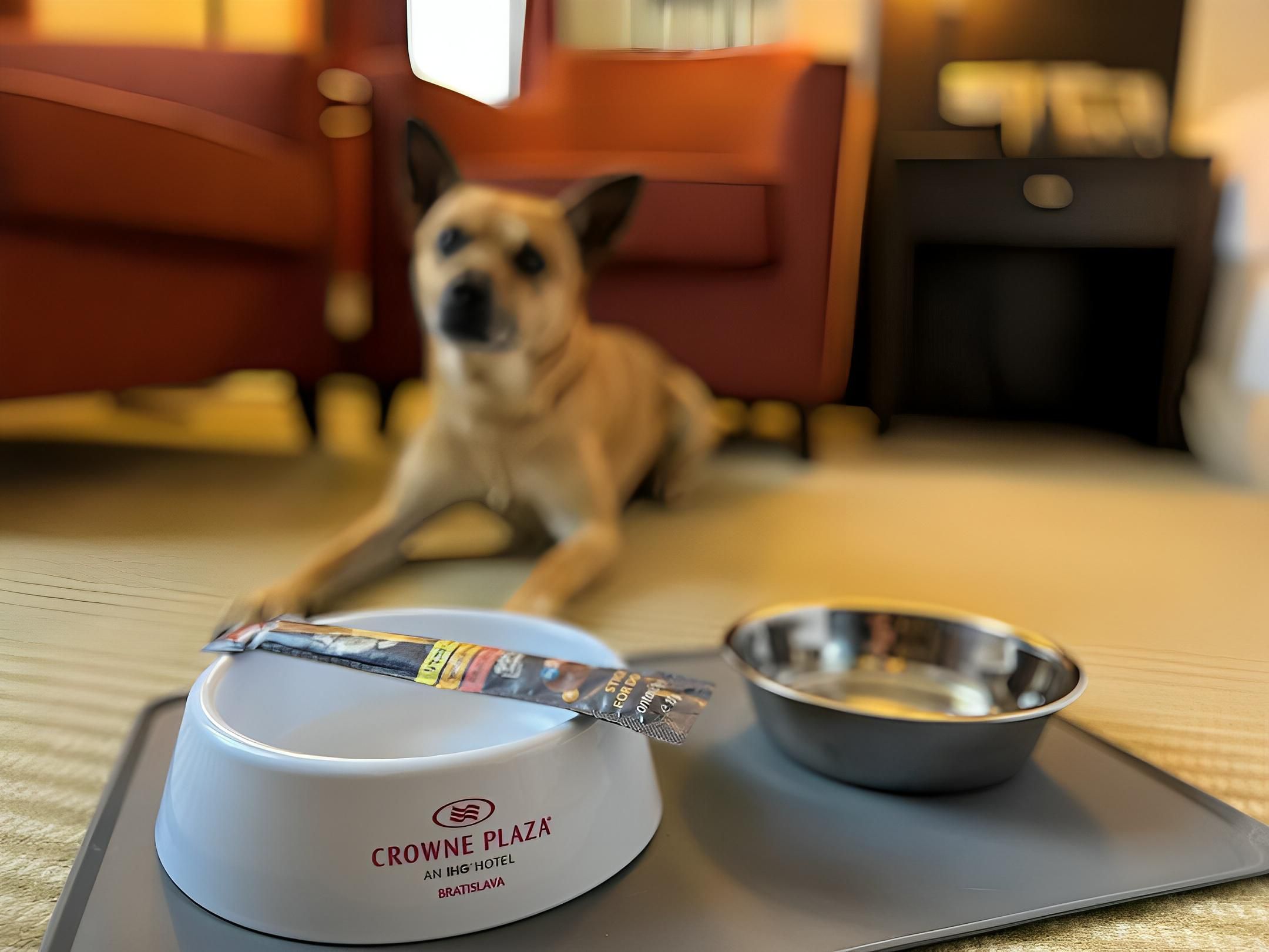 Take your four-legged friend with you on a trip to Bratislava. We'll prepare bowls and a little surprise for him.