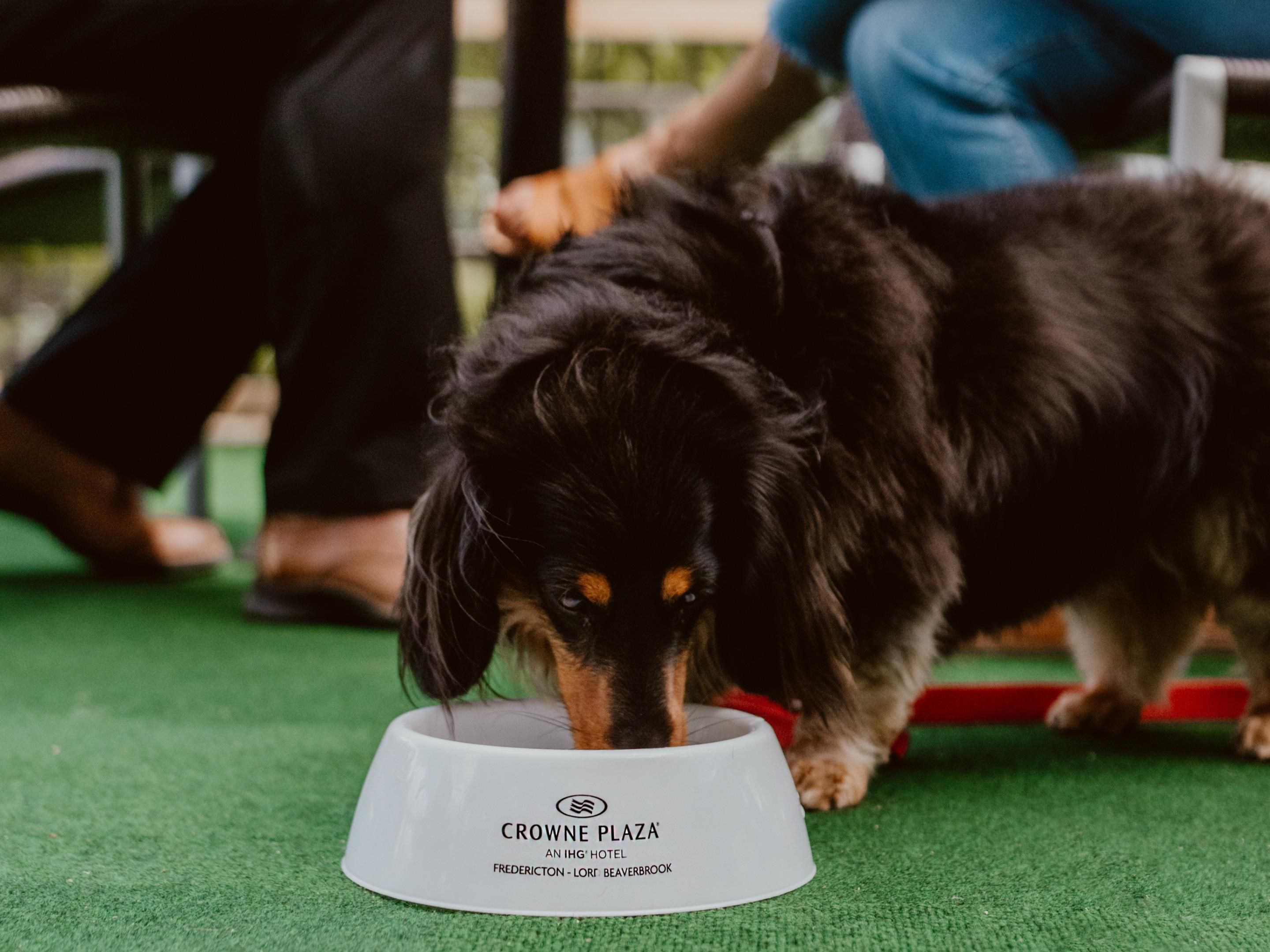Travelling with a furry friend? Crowne Plaza Fredericton-Lord Beaverbrook welcomes pets, ensuring your companion enjoys the same comfort as you. With our convenient downtown location and riverside setting, you’ll both feel right at home.