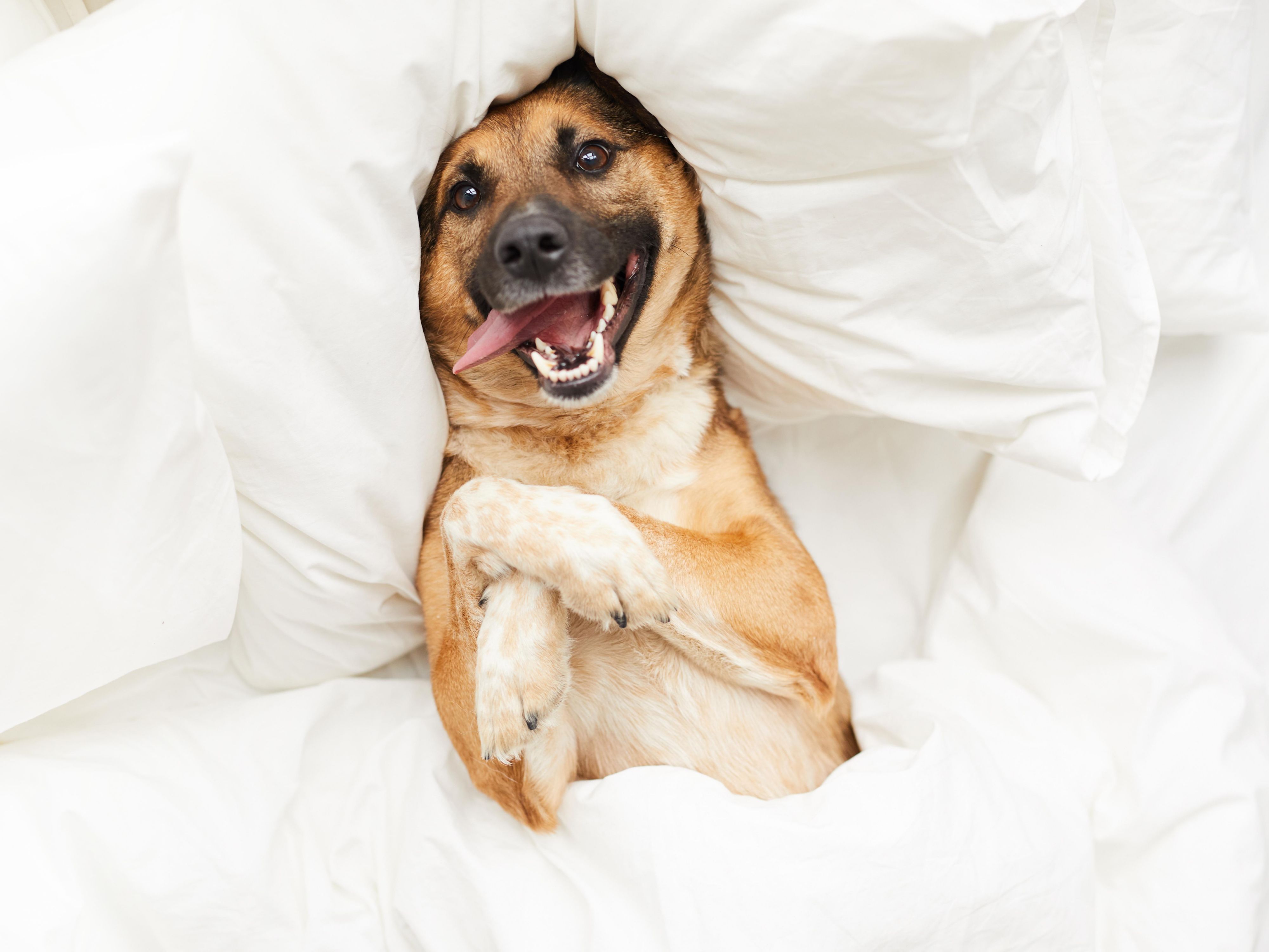 Bring your four-legged family members along for a tail-wagging good time in DC! Our pet-friendly hotel welcomes cats and dogs up to 100 lbs. A $75 pet fee per room per stay will be incurred to ensure a comfortable experience for all our guests. You’re welcome to bring up to two pets per room, plus enjoy our pet walking area.