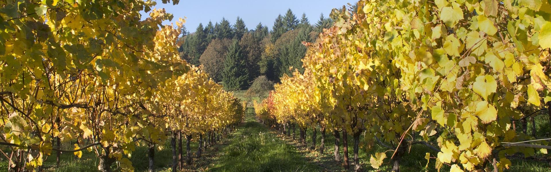 Experience Willamette Valley Wine Country during your stay