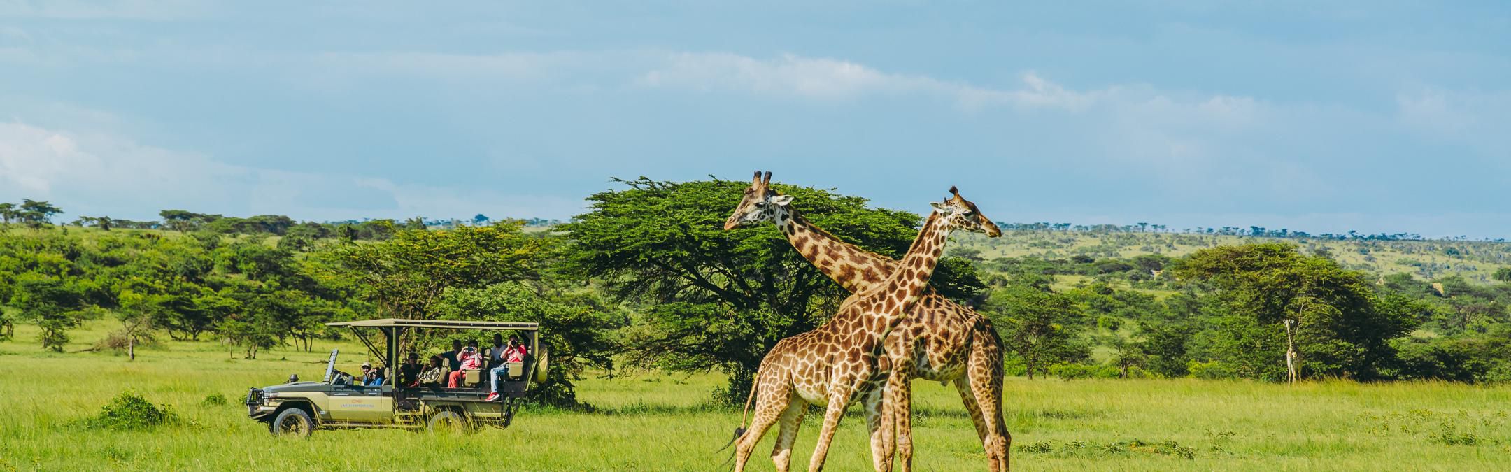 Experience a game-drive in an open landcruiser.