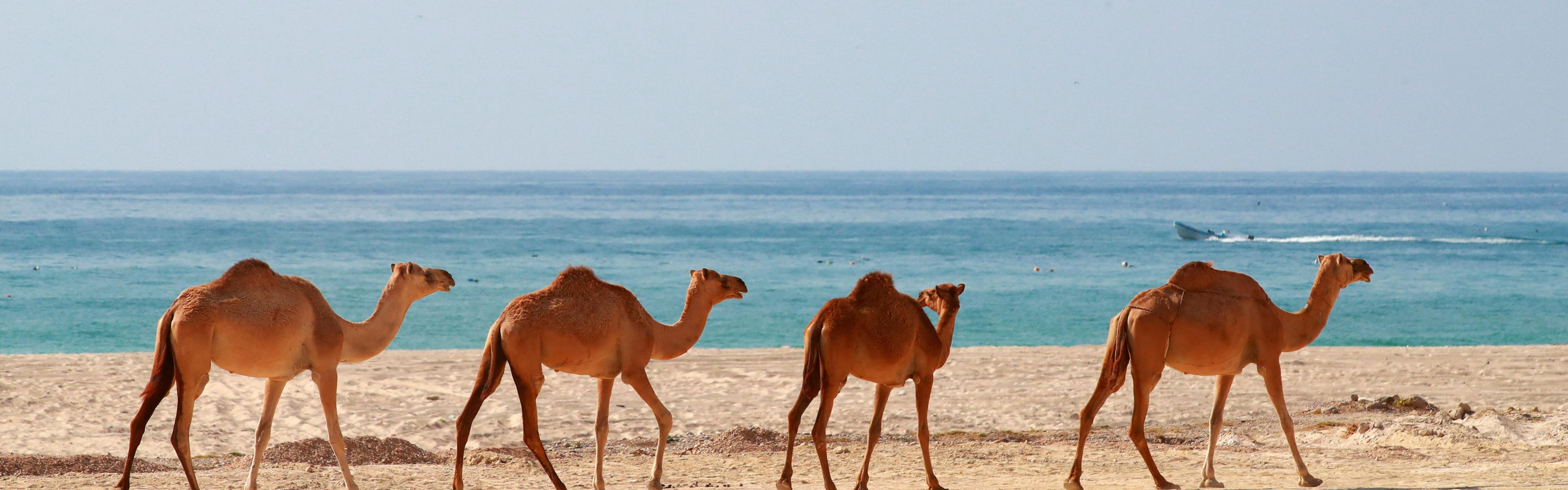 Discover Dhofar's original nomads in their natural habitat