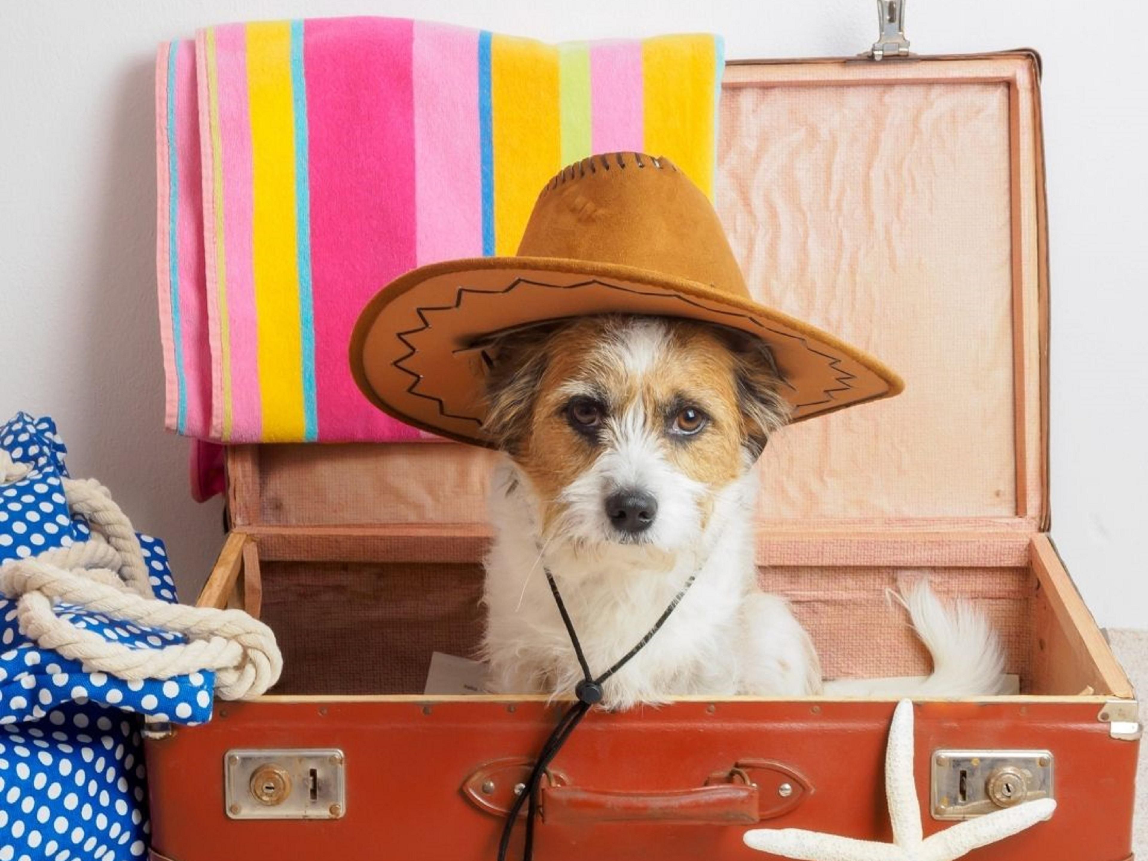 Sit, stay, & play at the Crowne Plaza Rome – St. Peter’s! 
We are delighted to welcome 1 furry friend, 10 Kg and under. 
Take leisurely walks along the near by beautiful Villa Doria Pamphili Park. 
We look forward to hosting both you and your furry friend