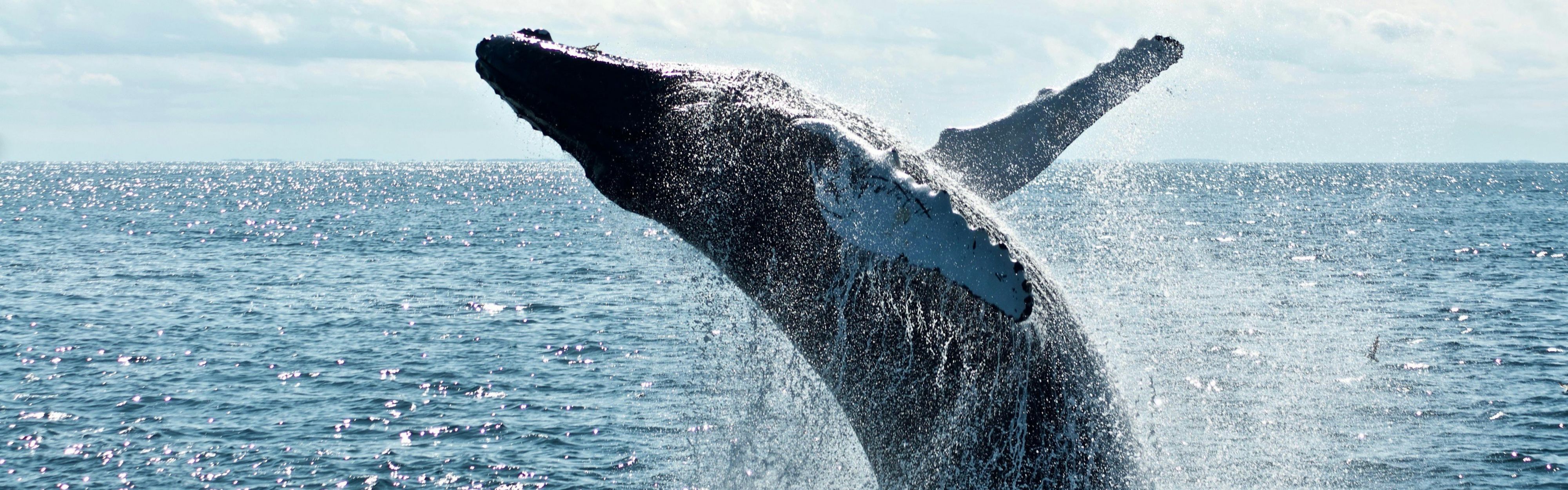Spend a day whale watching during your trip to Ventura.