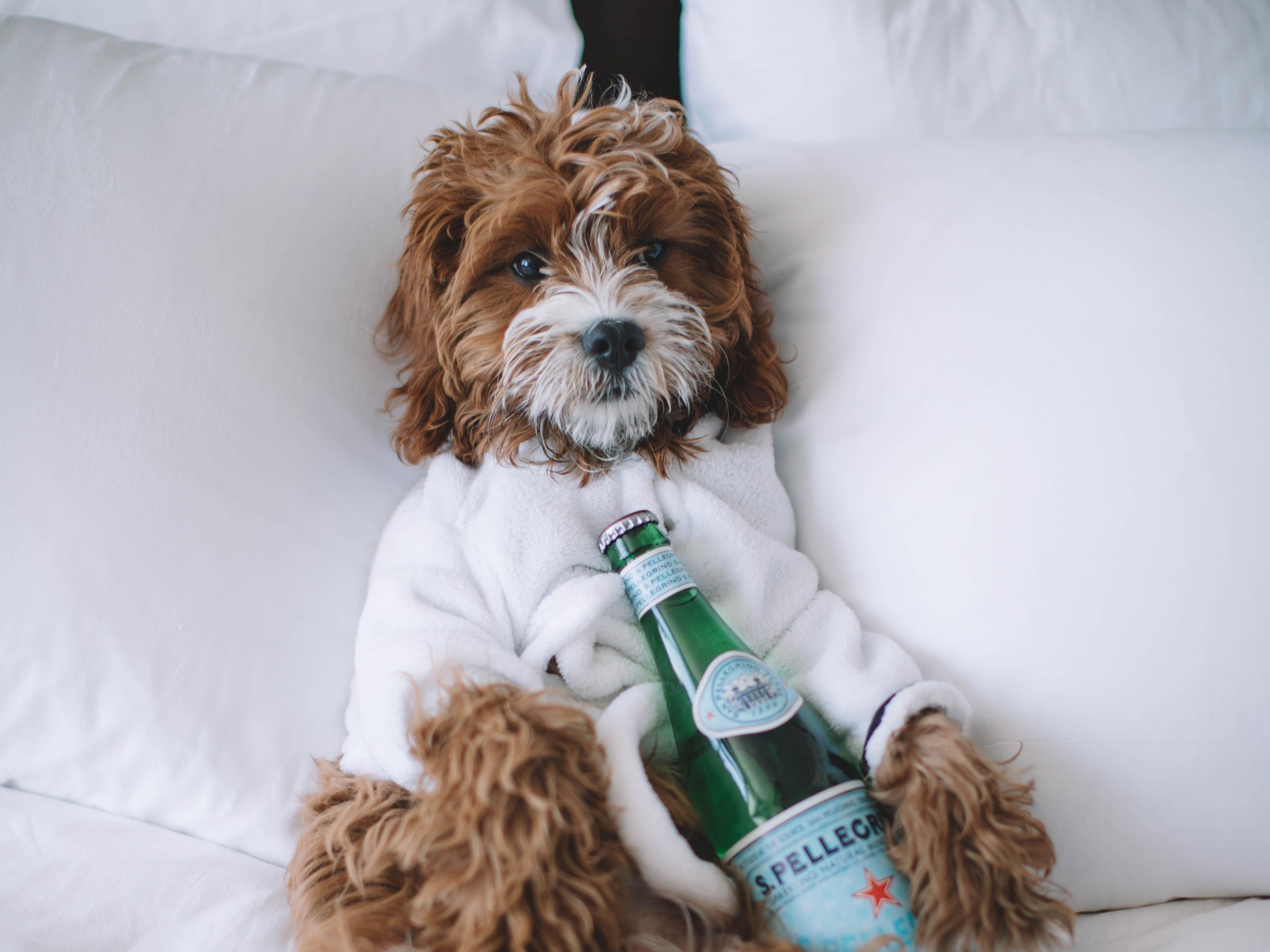 Check-in and put your paws up. Your dog will be welcomed at check-in. See our pet policy for more details. We apologize for any inconvenience however we do not accept cats.  