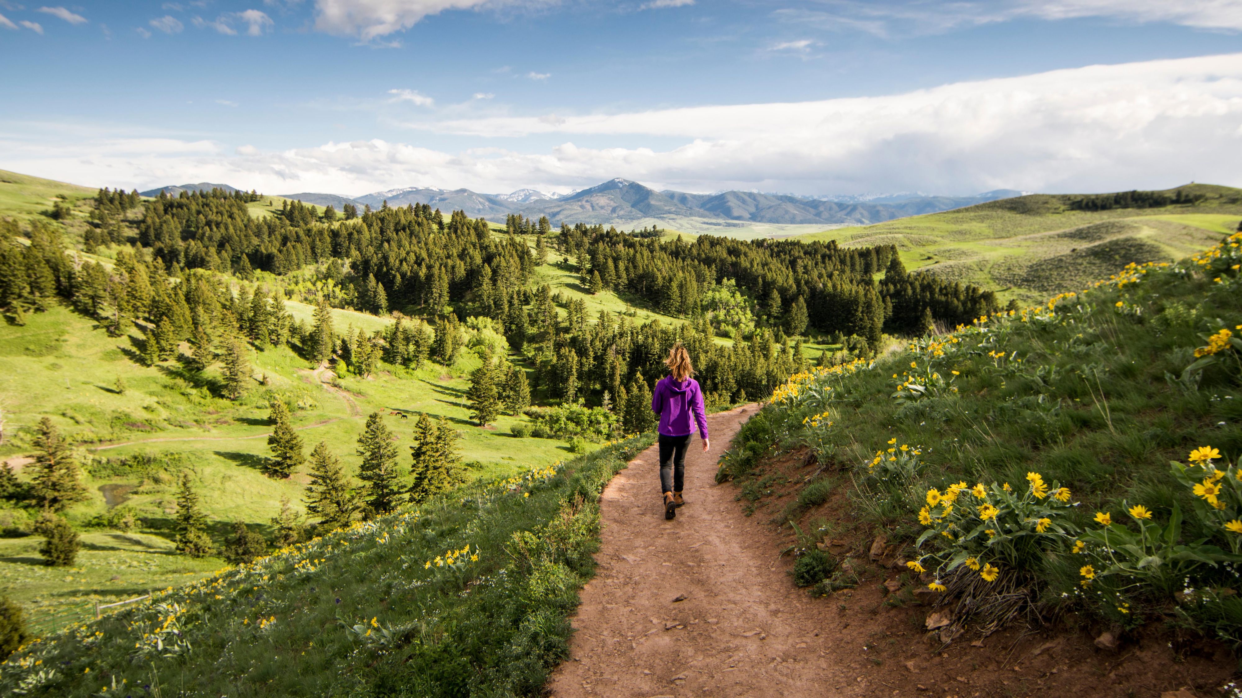 Rolling hills and forest in Bozeman