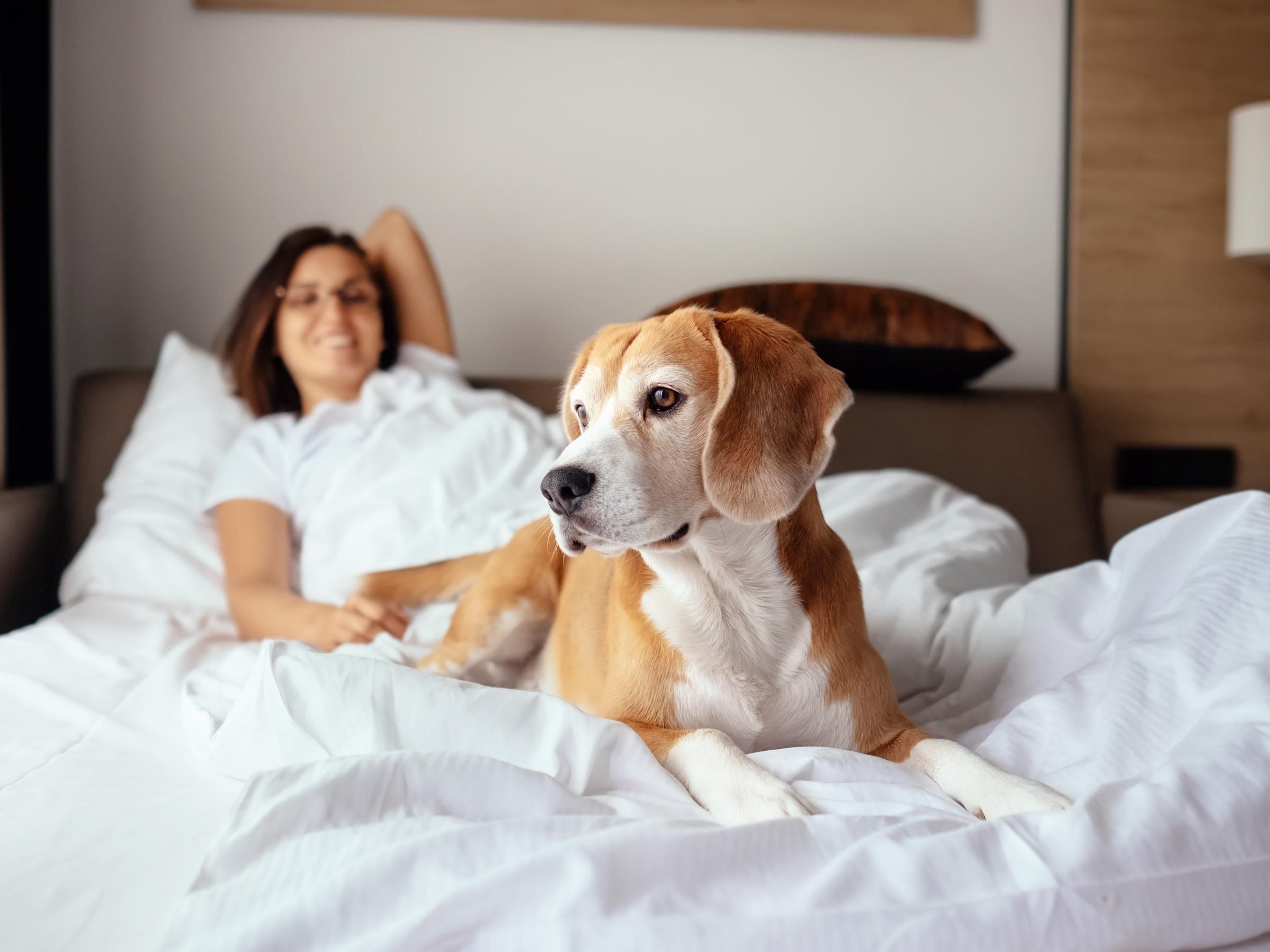 Bring your furry friend along to our pet-friendly hotel near Times Square! With our Pet Getaway package, enjoy a discounted pet fee and delightful treats from NYC’s Bocce’s Bakery. Make unforgettable memories together in the heart of New York, where your pet is always welcome. 