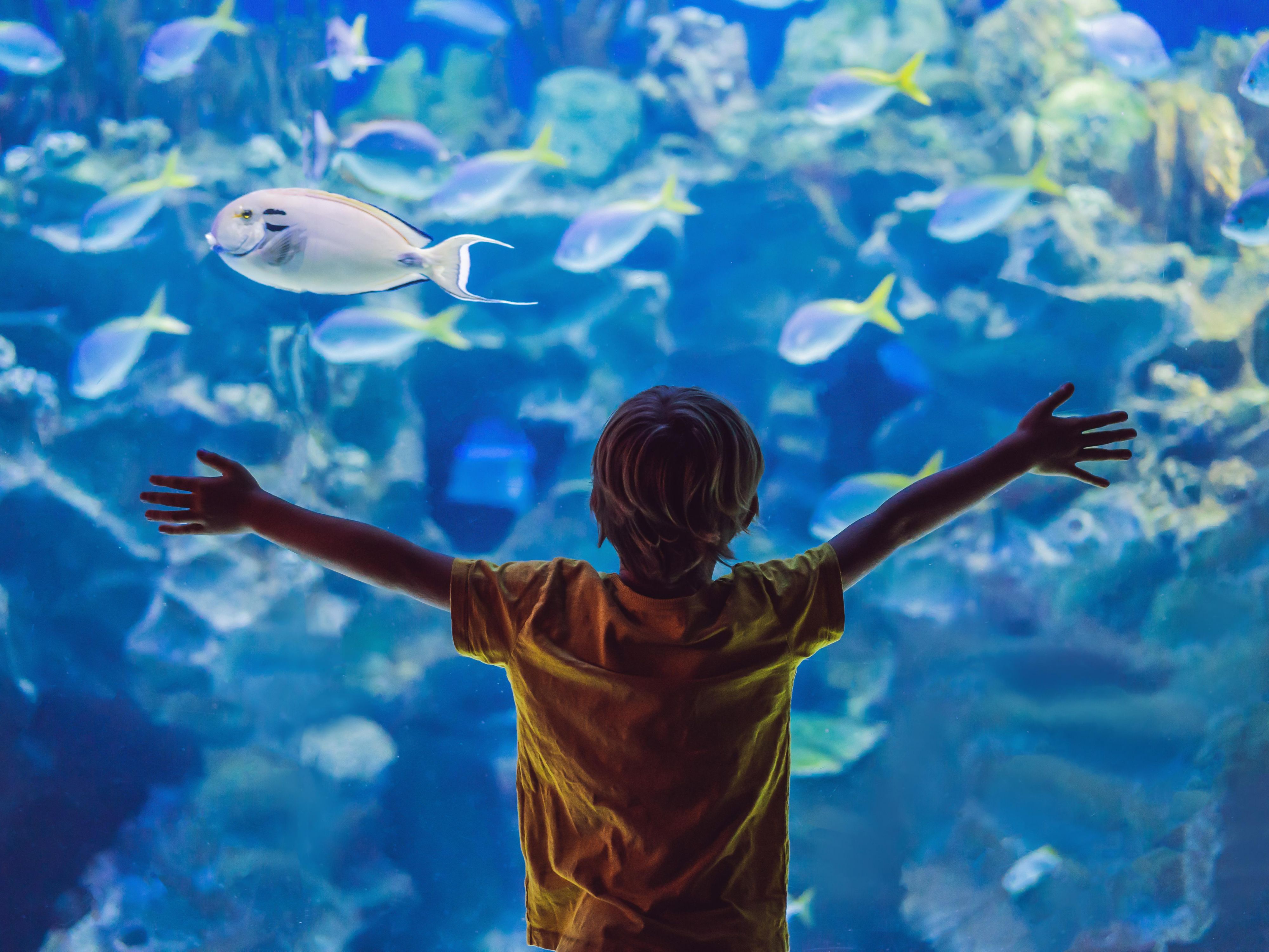 Just minutes from EVEN Hotel Norwalk you can discover the wonders of the sea at the Maritime Aquarium. Enjoy marine life with interactive exhibits, captivating shows, and educational programs for all ages. It’s an enriching experience for travelers to journey into the depths of our ocean’s beauty and biodiversity.