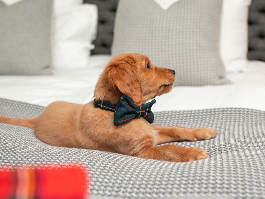 Poppy in a bowtie on a bed