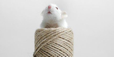 a white mouse sitting on some neautral coloured thread, symbolising Beatrix Potter book cover