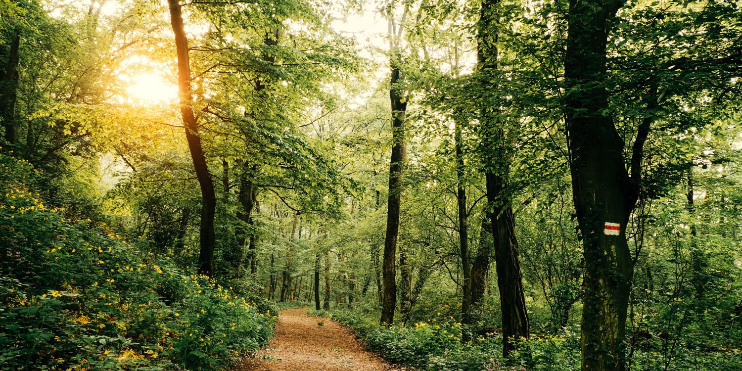 forest with sunlight shining through the trees