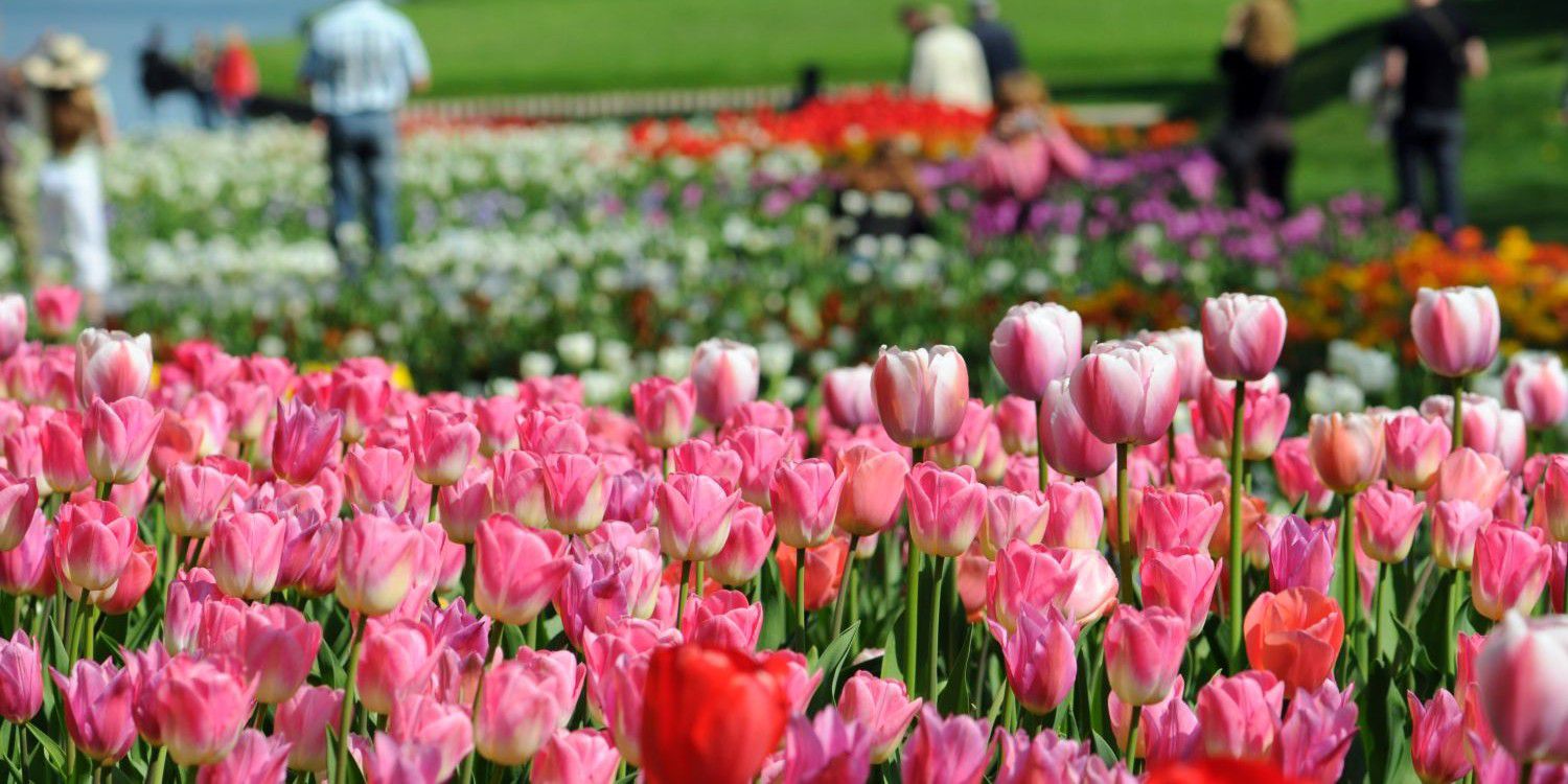 spring pink flower field