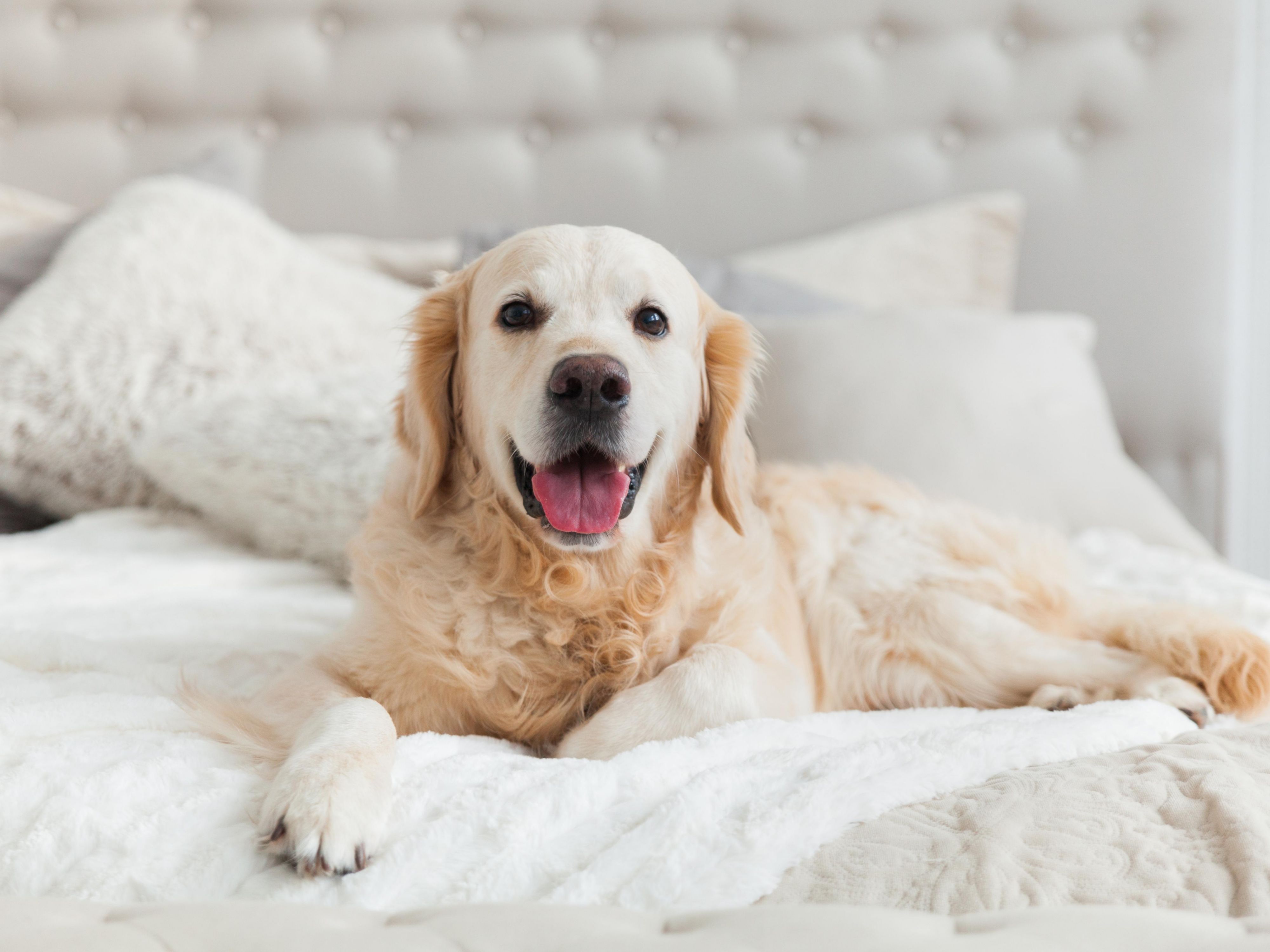 Enjoy a relaxing stay with your four-legged companion. For even more convenience, we offer a special pet package that includes a discount on the cleaning fee, as well as a dog bowl and treats, subject to availability. Book now and travel together!