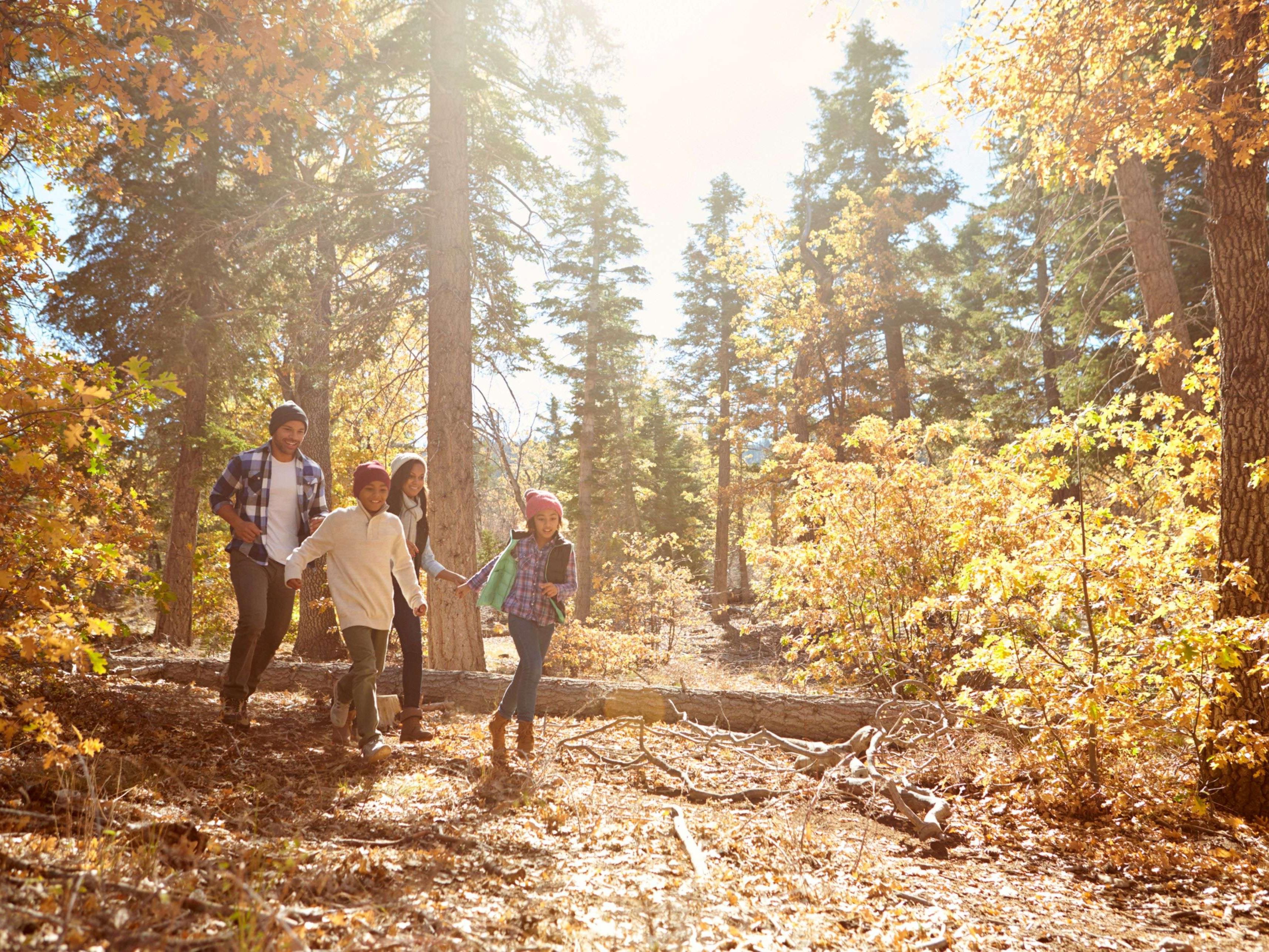 Set out on a one-of-a-kind family adventure with our Troll Seekers Package, designed for daytime explorers and nature lovers! The North Carolina Arboretum’s whimsical Trolls: A Field Study exhibit features larger-than-life trolls created by internationally acclaimed artist Thomas Dambo — and now you can experience it all with exclusive keepsakes. 