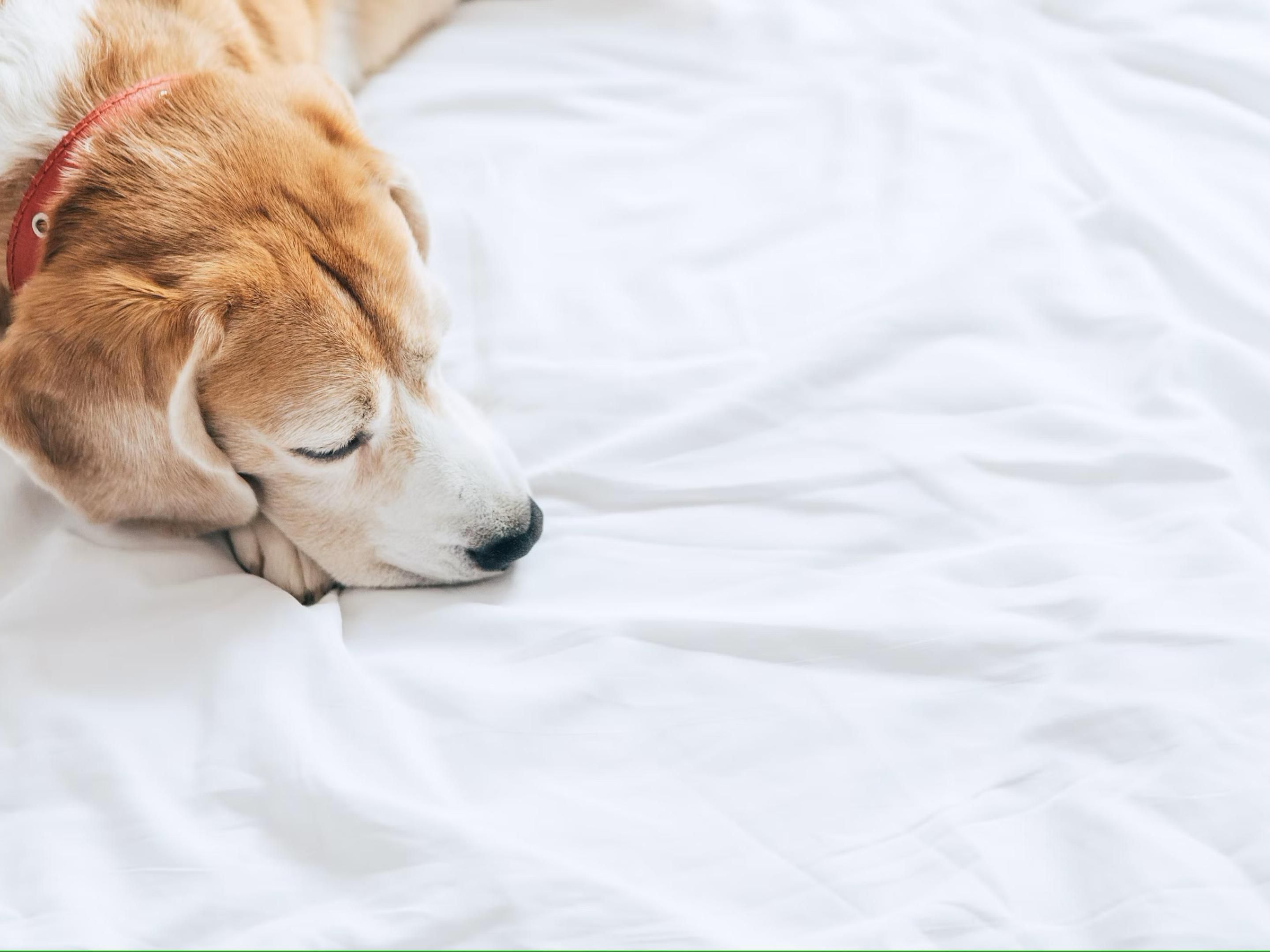 We invite you to bring your furry family member - we allow dogs no matter their size, weight, or breed - at a nominal charge per stay.