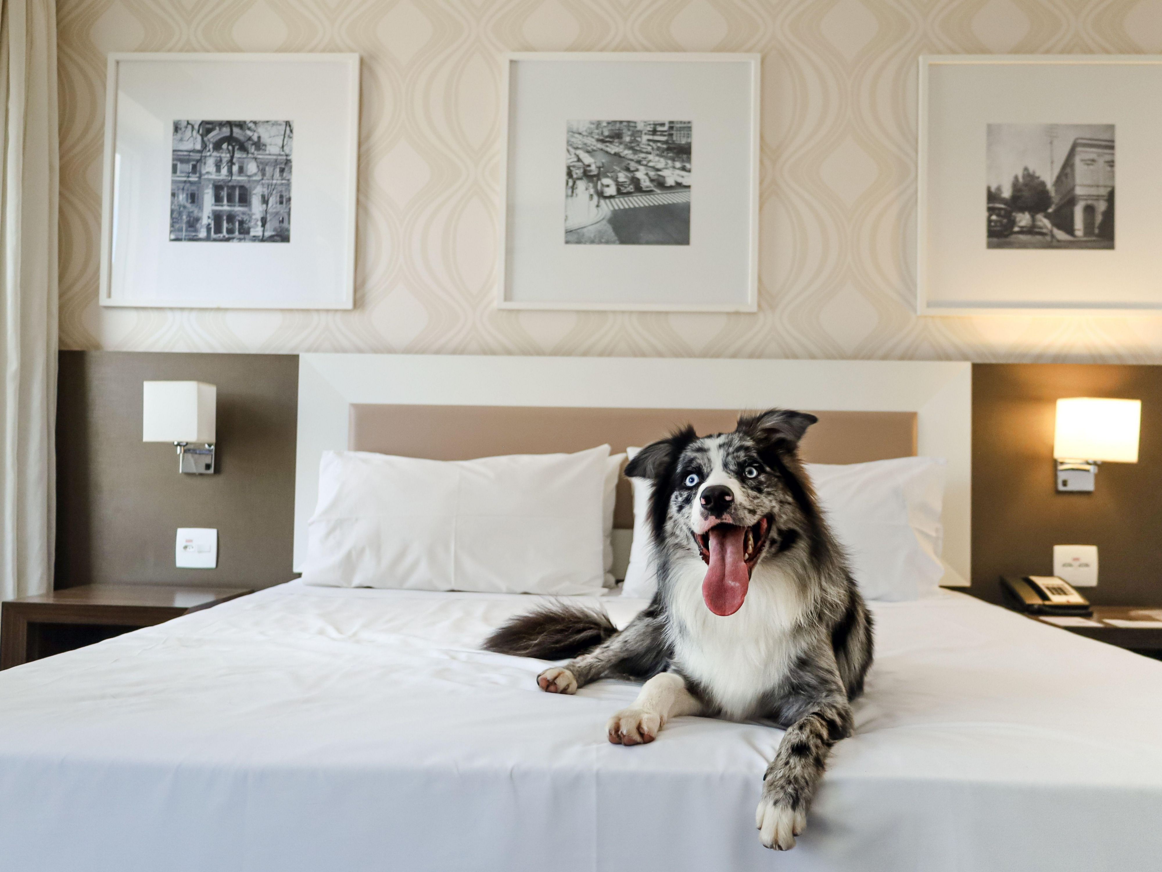 We know that your pet is part of the family! Here, at our hotel, pets are totally welcome! Contact us to know more about rates.