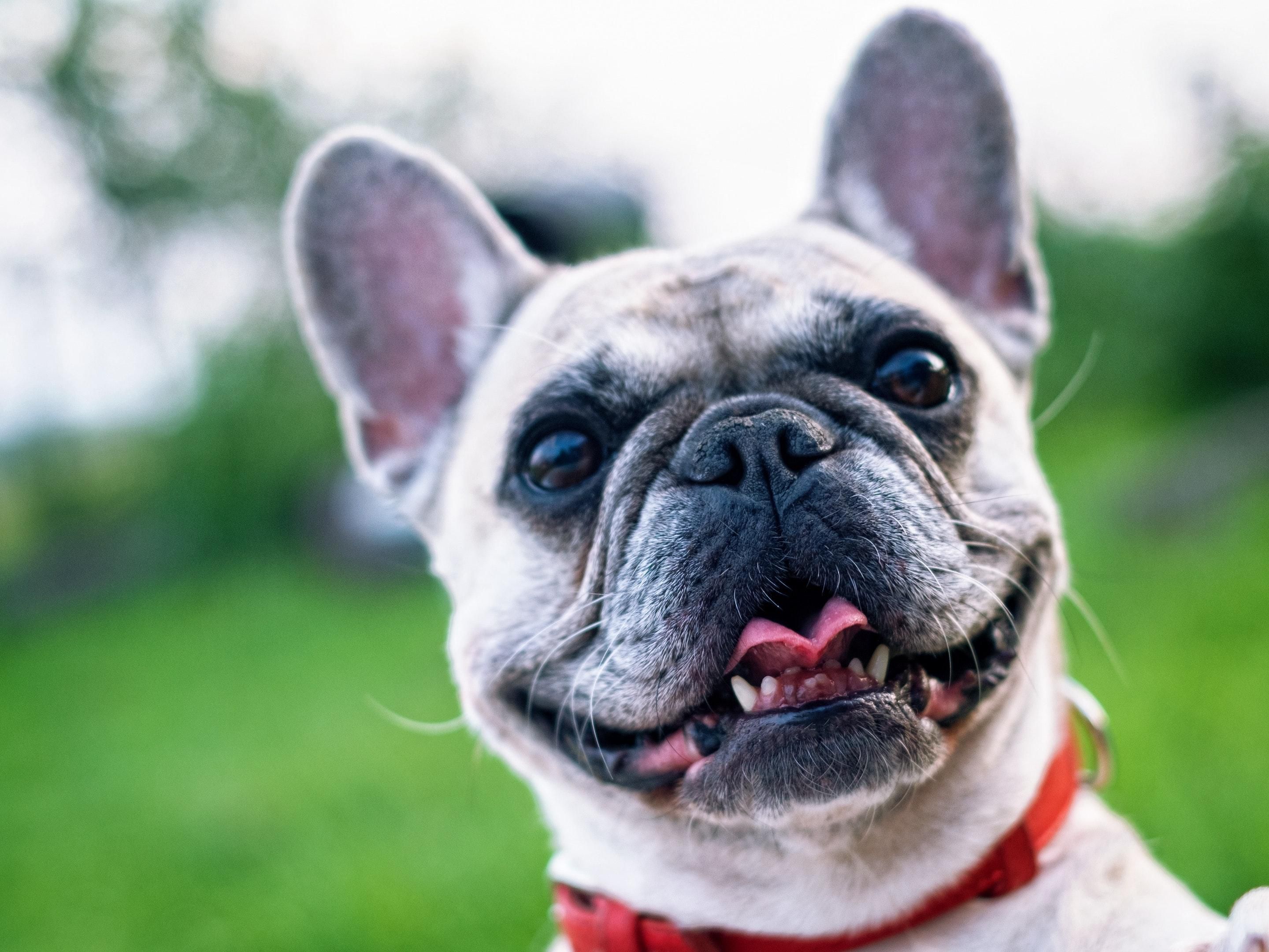 We get it! Traveling with our furry family members makes vacations so much more enjoyable and saving on pet fees is just icing on "the bone". Pet fee is a one-time charge of 50 dollars up to 2 pets, up to a 4 day stay. We have a beautiful Riverwalk behind us that is perfect for a stroll with your pet. Please contact hotel for more information.