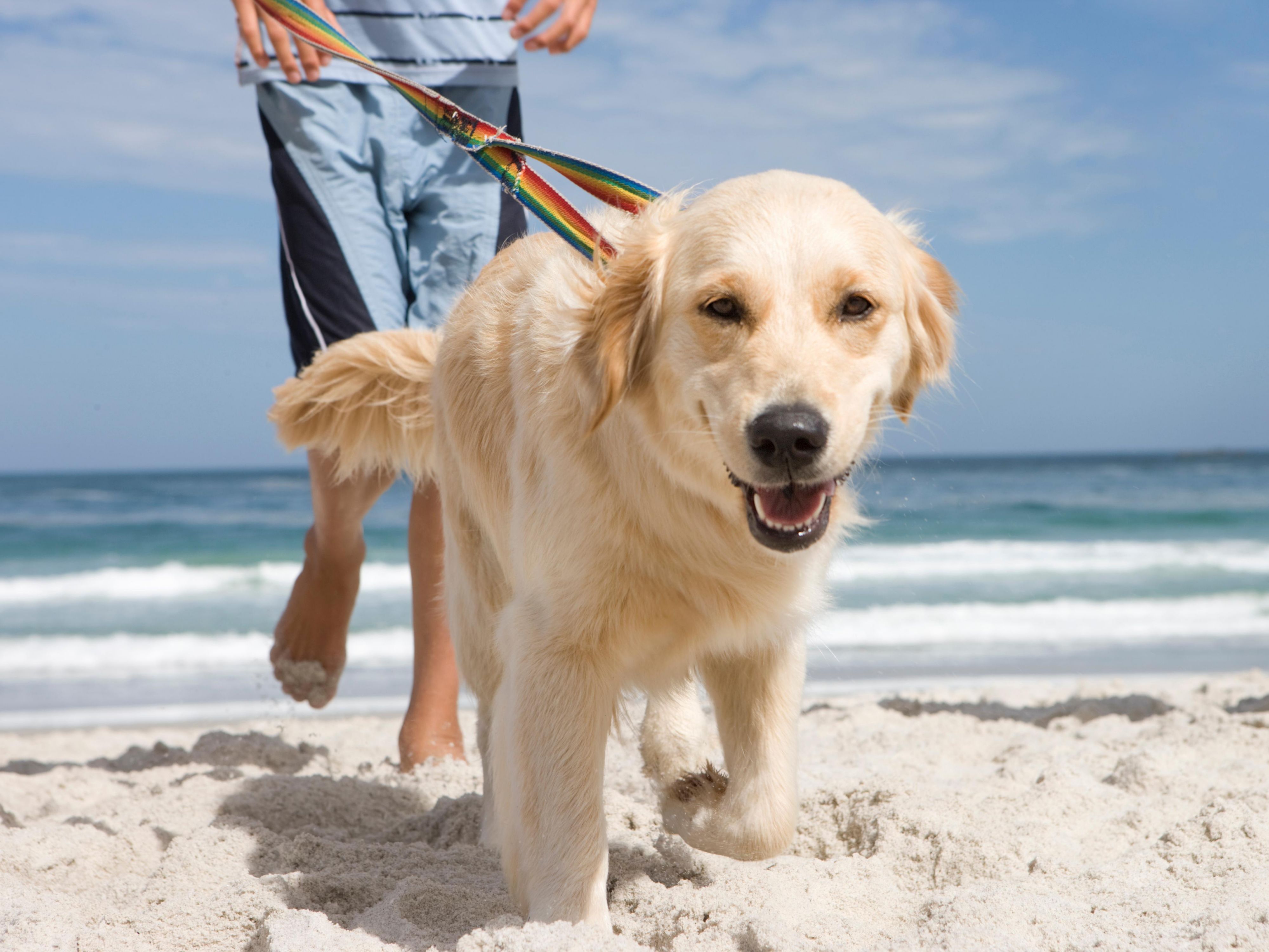 Holiday Inn Blackpool welcomes furry friends, making it the perfect base for dog lovers. Explore scenic seaside strolls and green park trails right from the hotel’s doorstep. This guide highlights the best local dog-friendly walks, so you and your pup can enjoy Blackpool’s sights, sea air, and open spaces together.