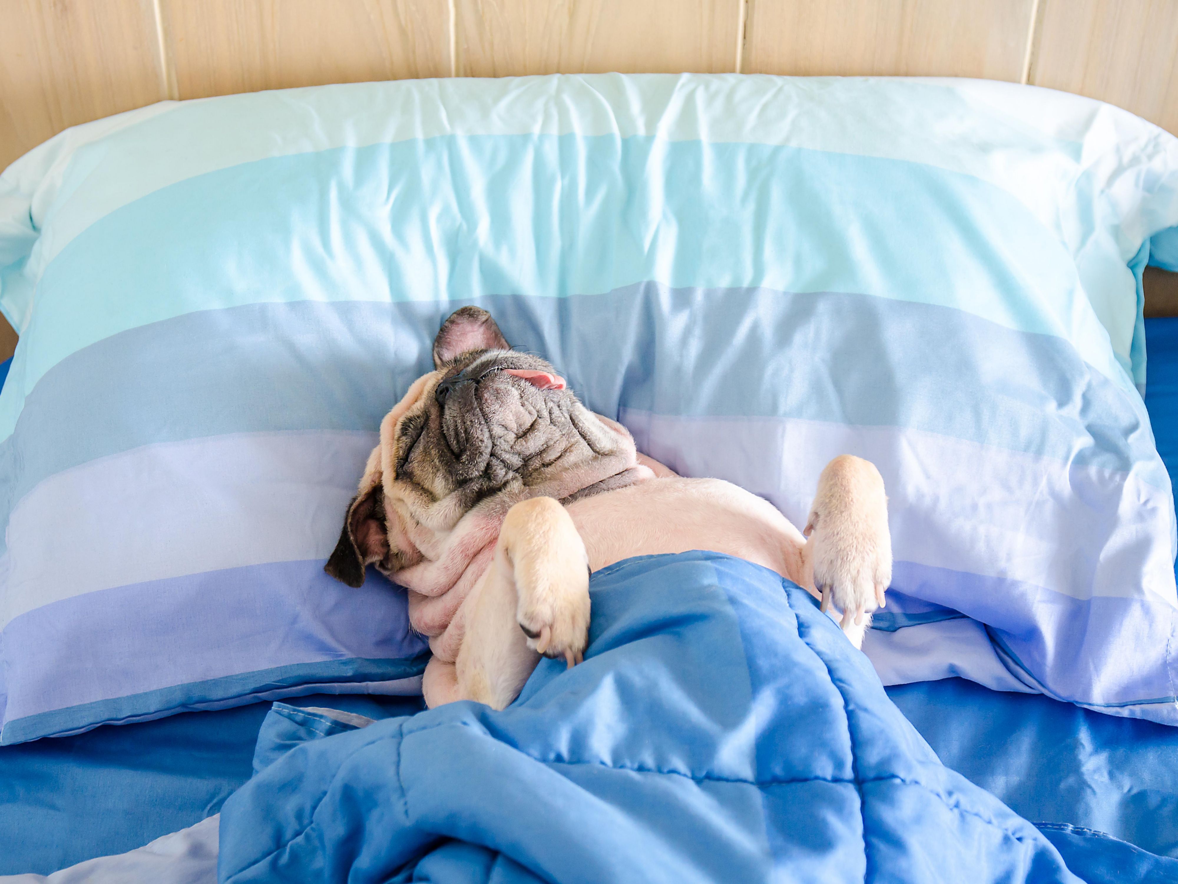 Embrace a tail-wagging adventure in Bowling Green with your beloved four-legged family member! We're thrilled to welcome pets weighing up to 75 lbs, with a maximum of two pets per room. A non-refundable fee of $75 ensures your furry friend's comfort throughout their stay. Create unforgettable memories with your loyal companion by your side.