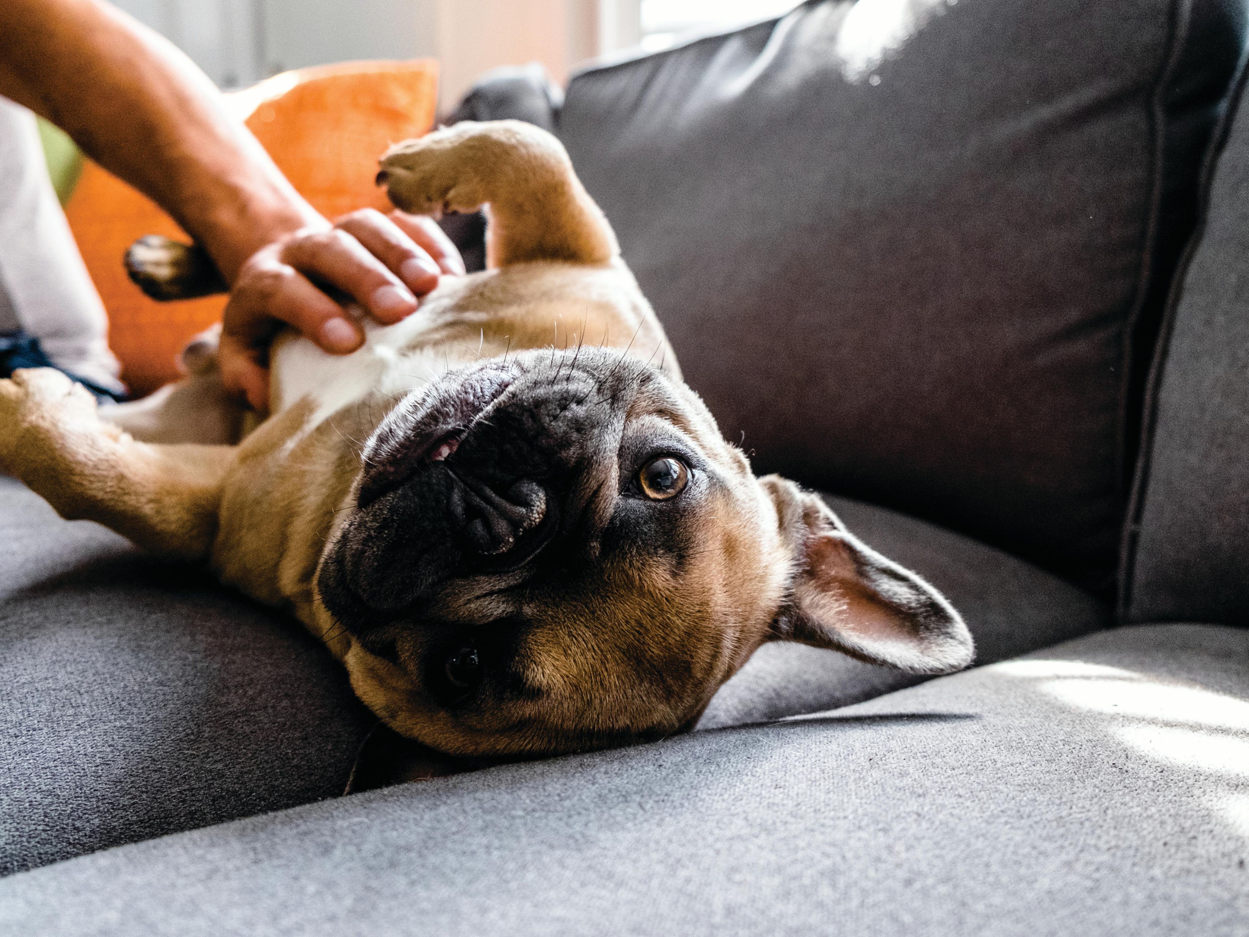 Bring the whole family! Pets welcome at the Holiday Inn Calgary Airport. Grassy walking area available on site to explore with your pet.    A pet fee of $20 per night will be apply for pet accommodations.  