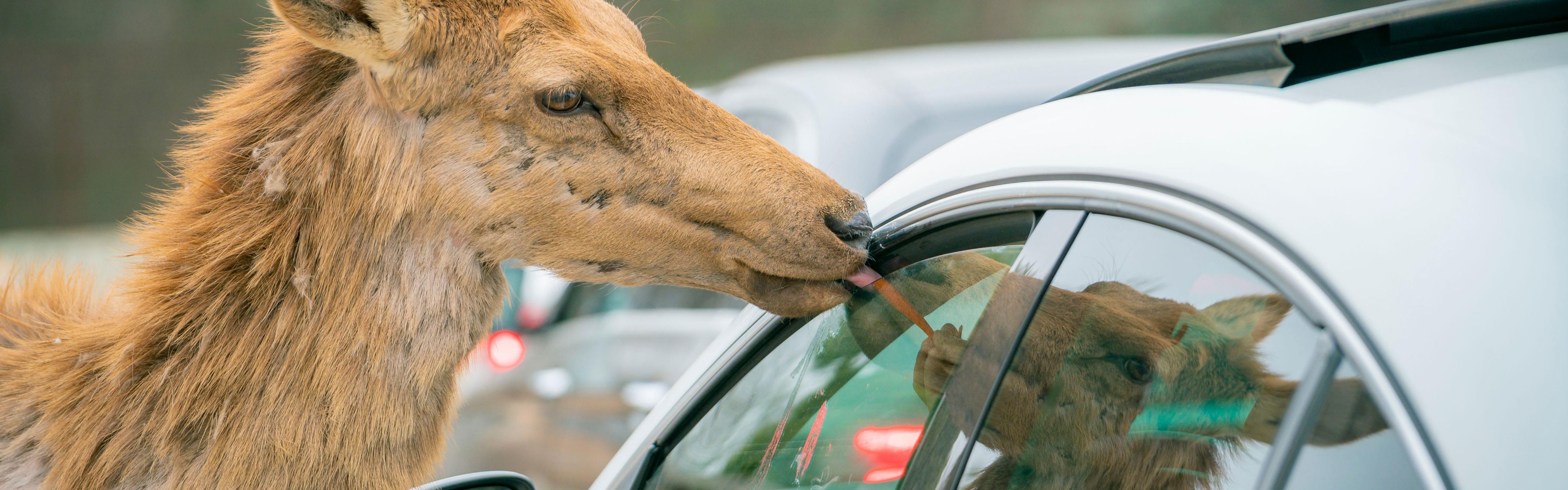 Self driving tour of Yancheng wildlife world