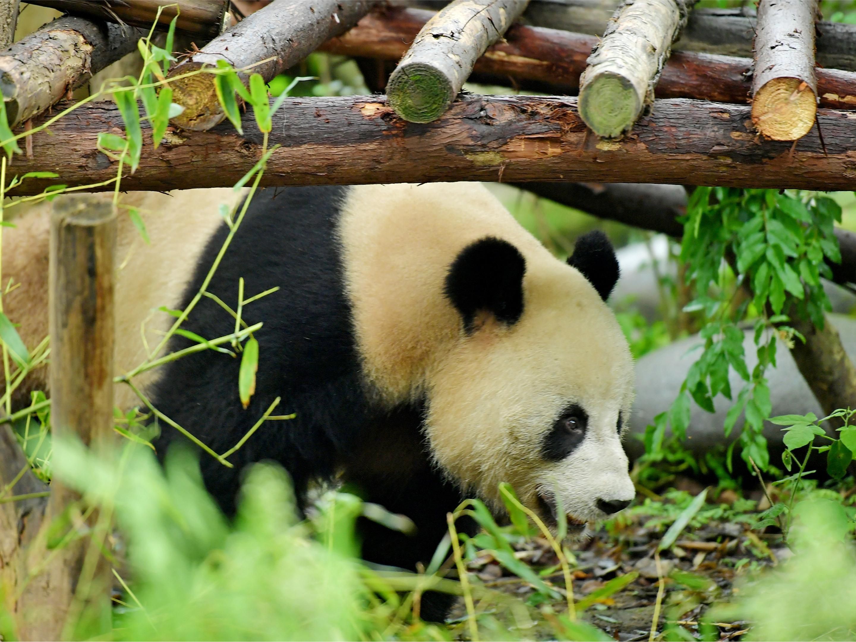 探秘国宝家园，邂逅黑白萌宠。