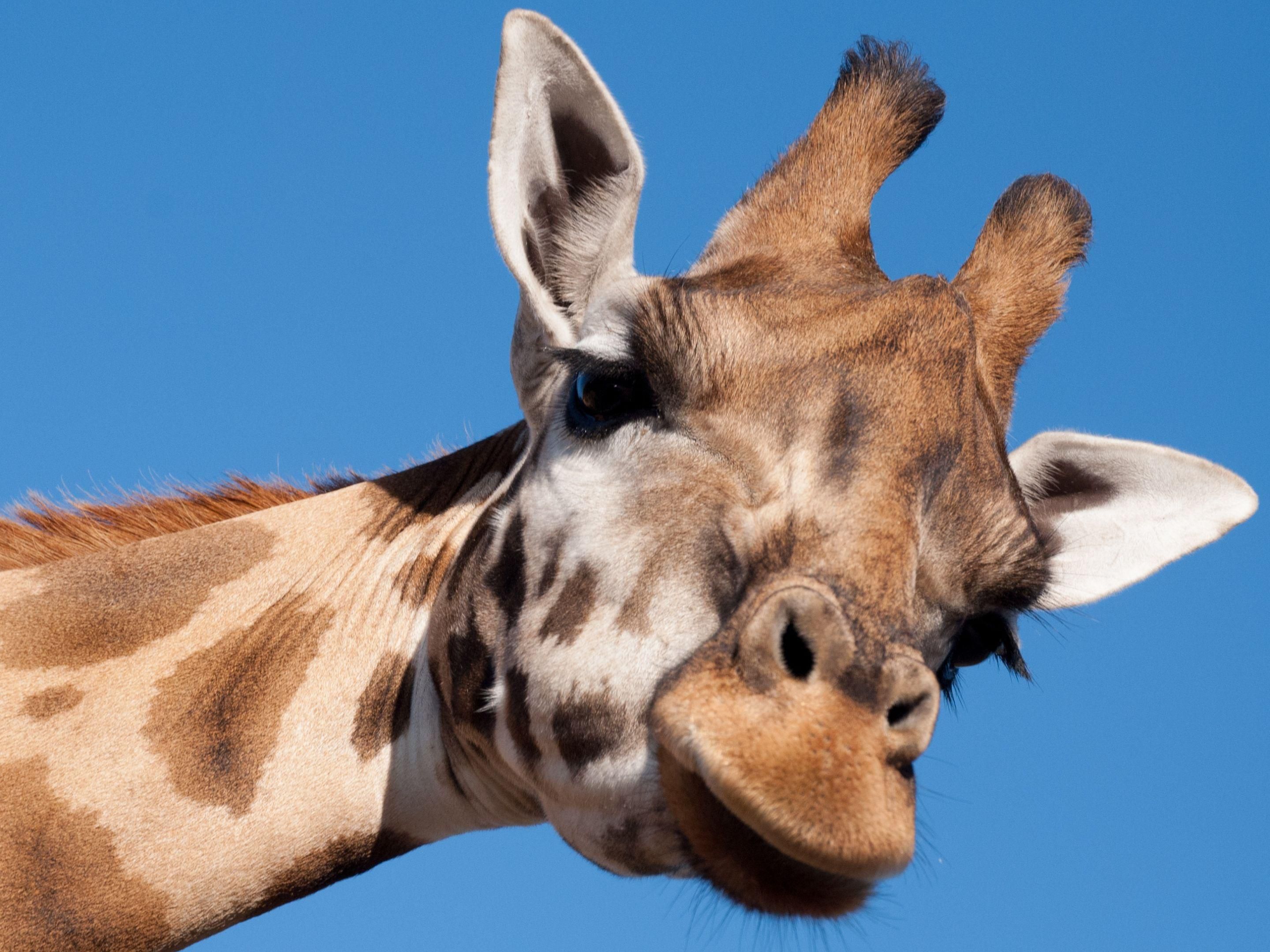 There are so many attractions around Chester that our hotel provides an ideal base to explore the area. They include Chester Racecourse, Chester Cathedral, Chester Zoo, Cheshire Oaks Outlet Village, Blue Planet Aquarium, plus much more!
If you don't fancy being rushed off your feet, enjoy a dip in the pool or grab a bite to eat in the Open Lobby.