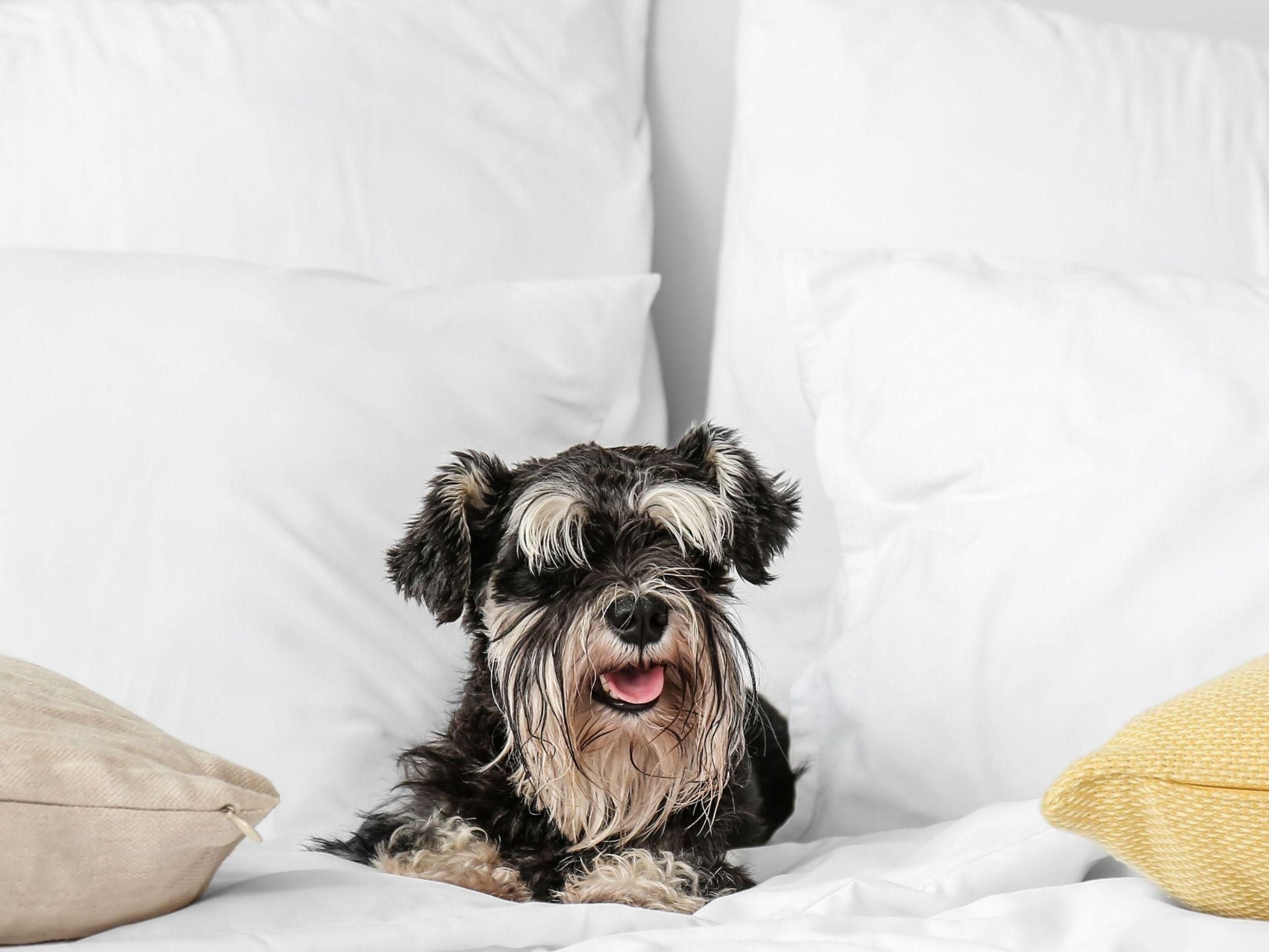 We know that 87% of us take our dogs away on holiday with us. Why not visit us here in Coventry and bring along your beloved pet! There are plenty of fields and parks such as Ryton Pool Country Park nearby to visit, ensuring your pup has as good a stay with us as you will. 