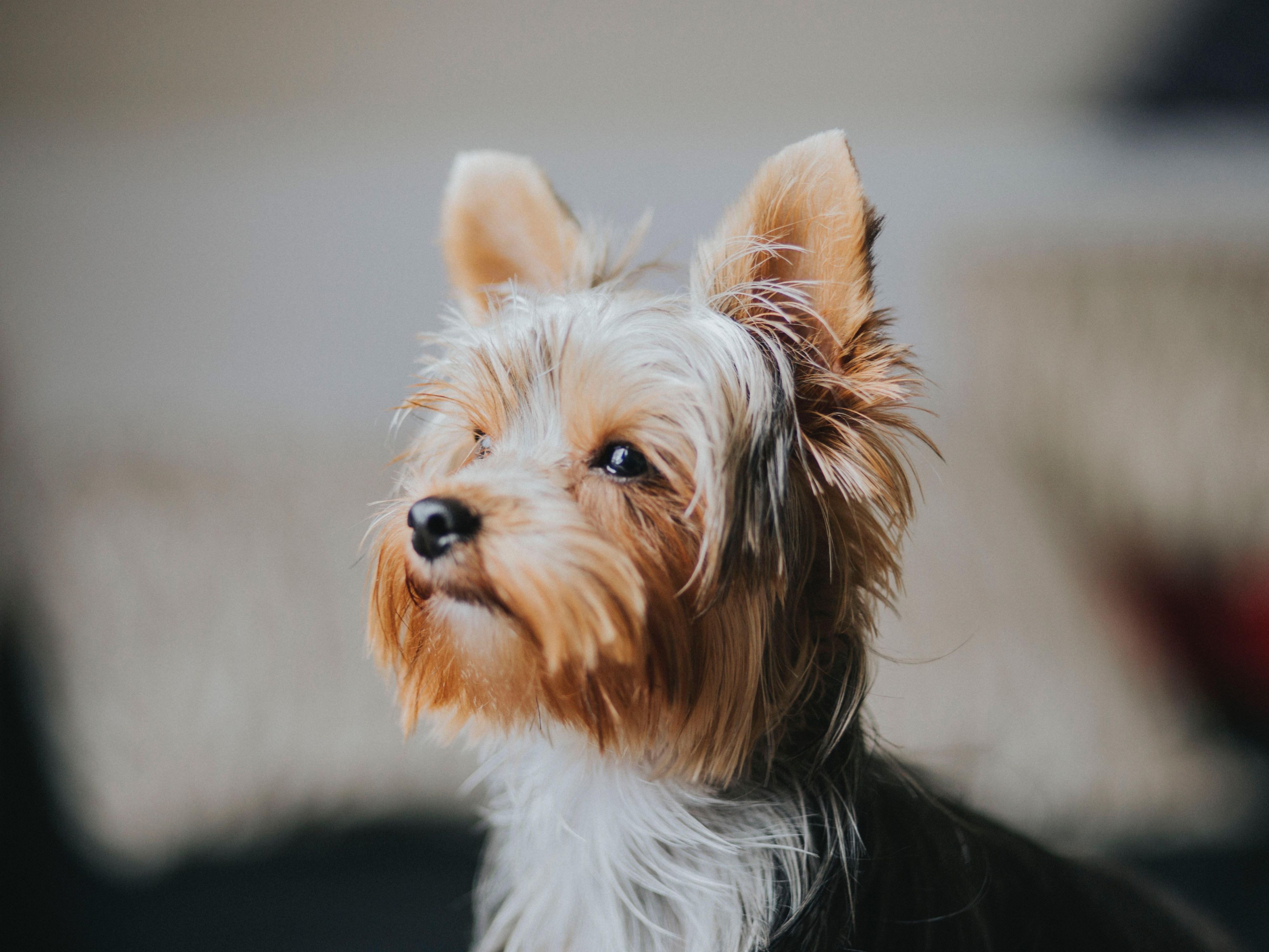 Don't leave your precious pet at home when you visit Holiday Inn Derby - Riverlights. We're happy to welcome well-behaved dogs when you stay.

A £20 per pet per night charge applies.