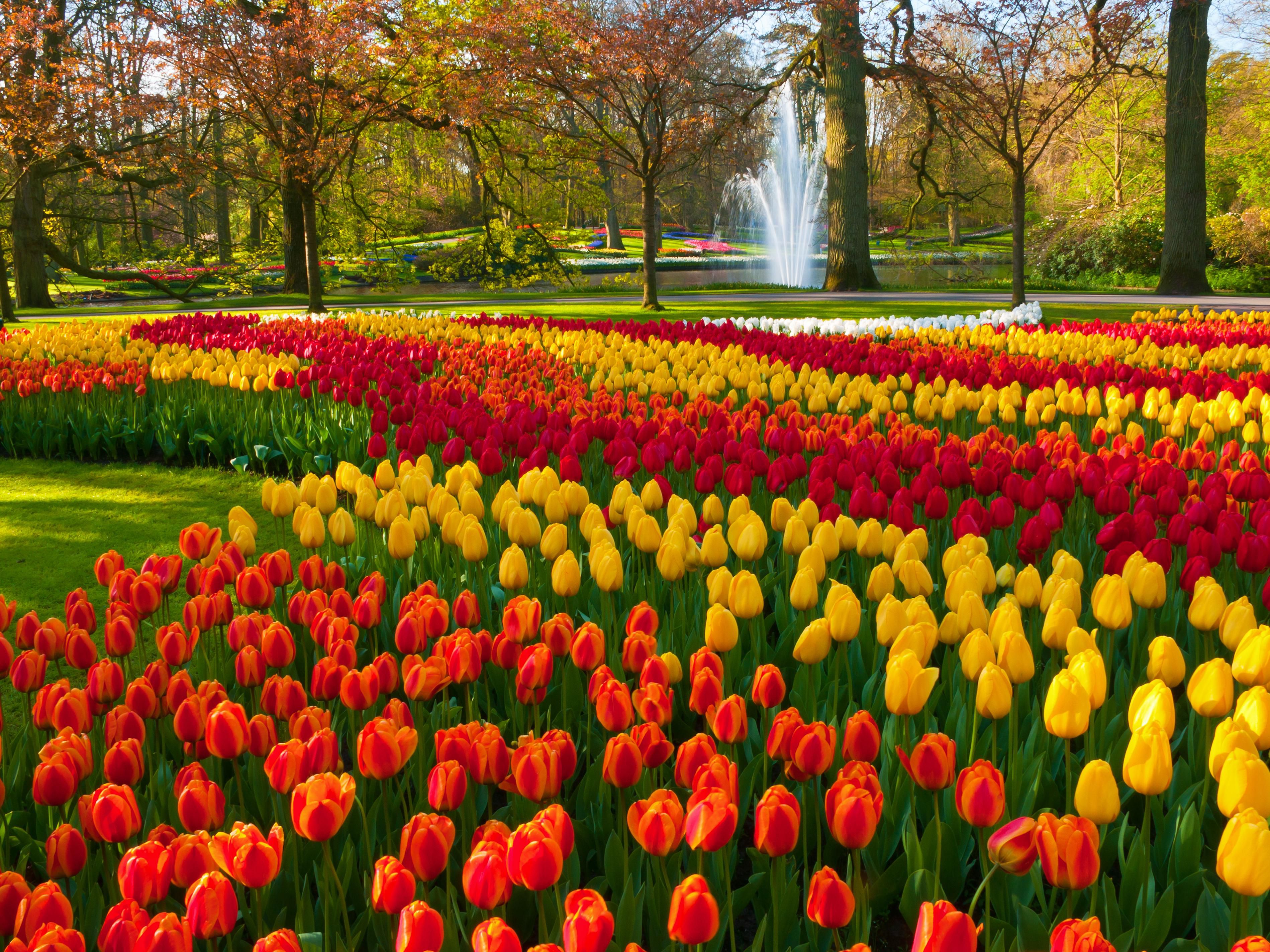 Swap Amsterdam’s city vibes for endless rows of vibrant tulips, winding garden paths and an iconic Dutch windmill. A spring escape to Holland’s floral crown jewel is a feast for the senses and a must for travelers seeking an unparalleled experience. A day of blossoms well spent, you’re back to base in under an hour.