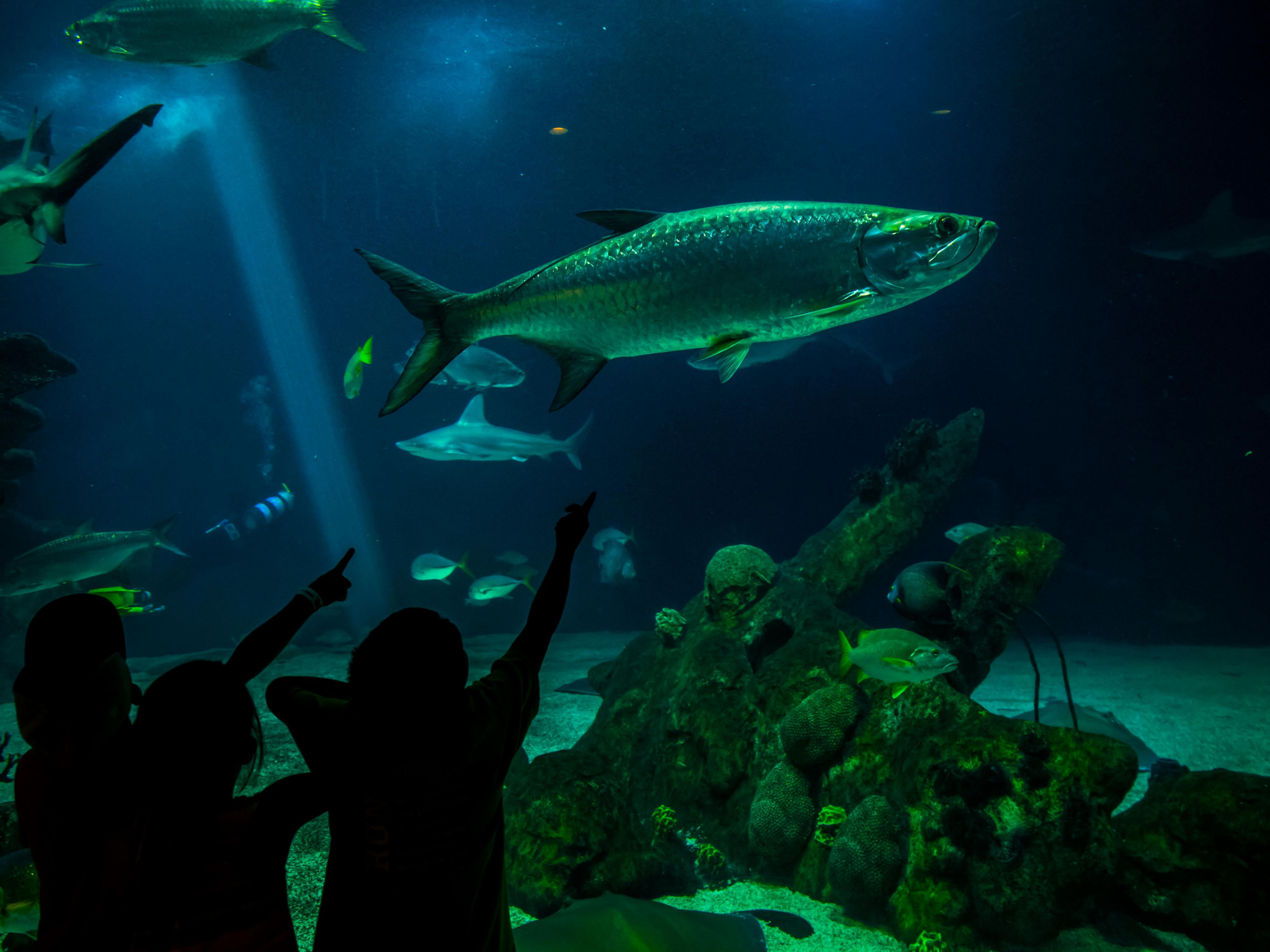 Nestled alongside the Rio Grande in Albuquerque, the 64-acre Zoo has been providing close encounters with exotic and native animals since 1927. Visitors can enjoy shops, restaurants, special experiences, a wide variety of zoo animals, and a beautiful botanic garden.