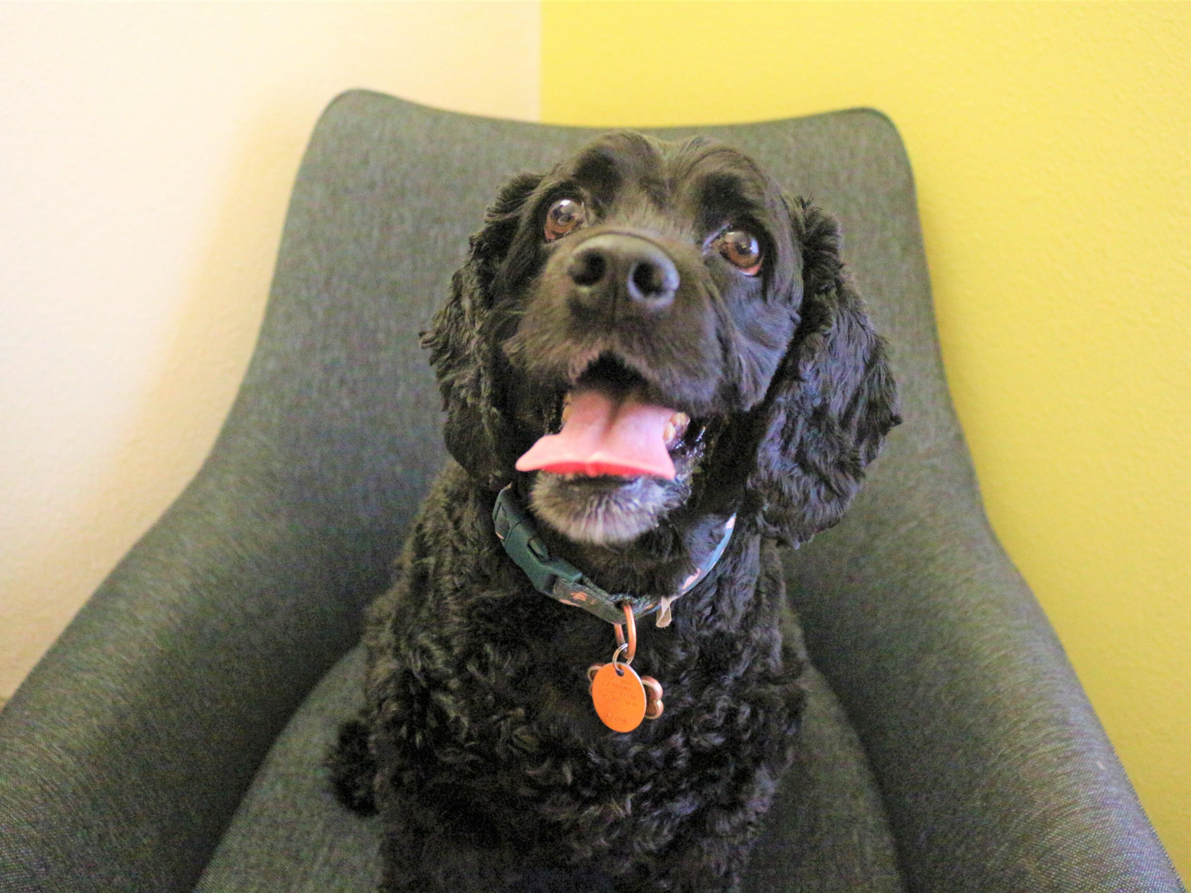 We have many pet-friendly rooms available in our 1st floor pet room area to provide the best service for our four-legged guests! Simply look for "Pet Friendly" in the room descriptions to find the perfect pet room for you and your companions. You can have up to two pets per room. Additional $50 per night pet fee is not included in the rates shown.