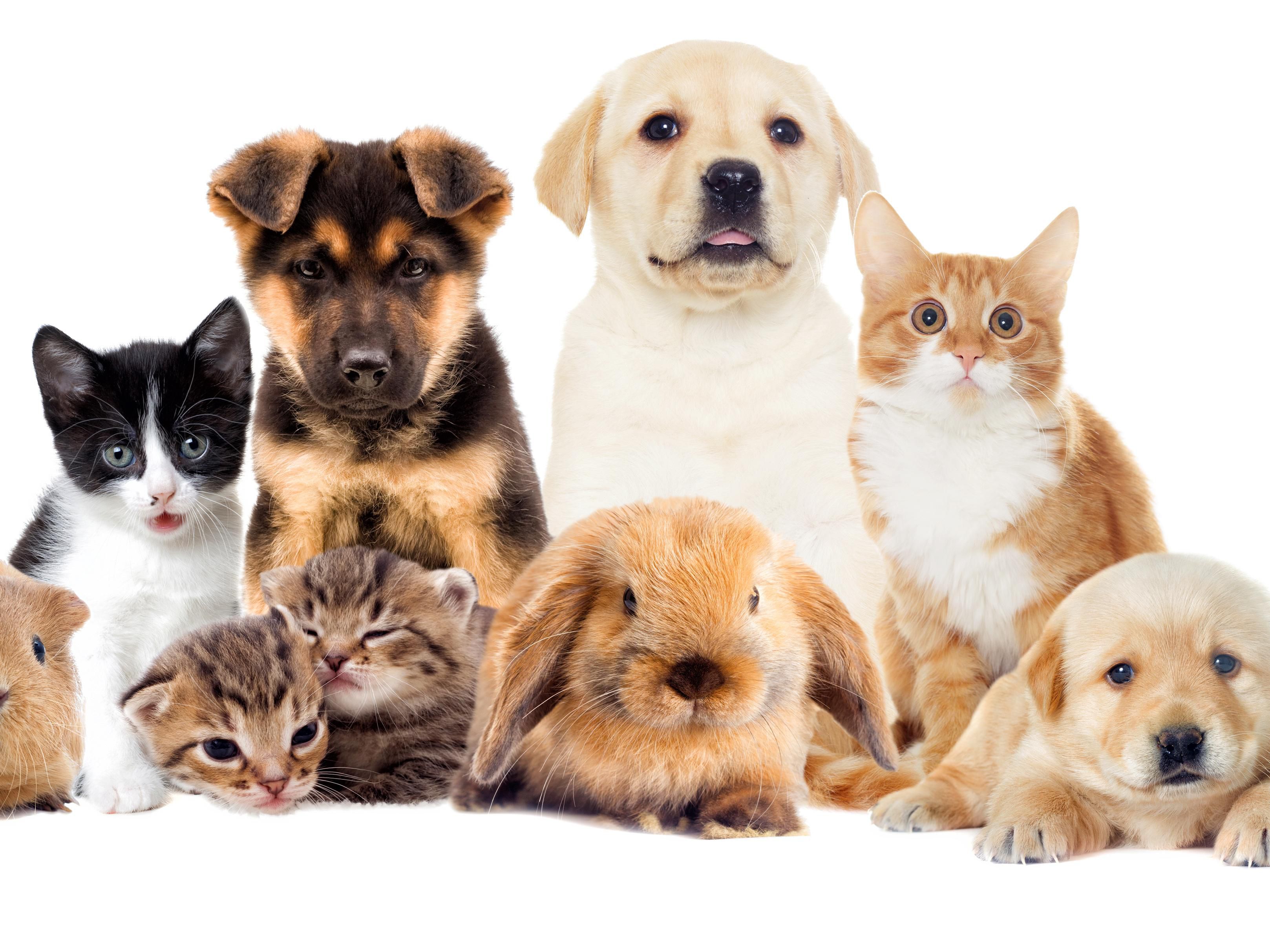 We allow pets for a 25 fee up to 75 lbs. 100 % pet friendly with a large dog zone 