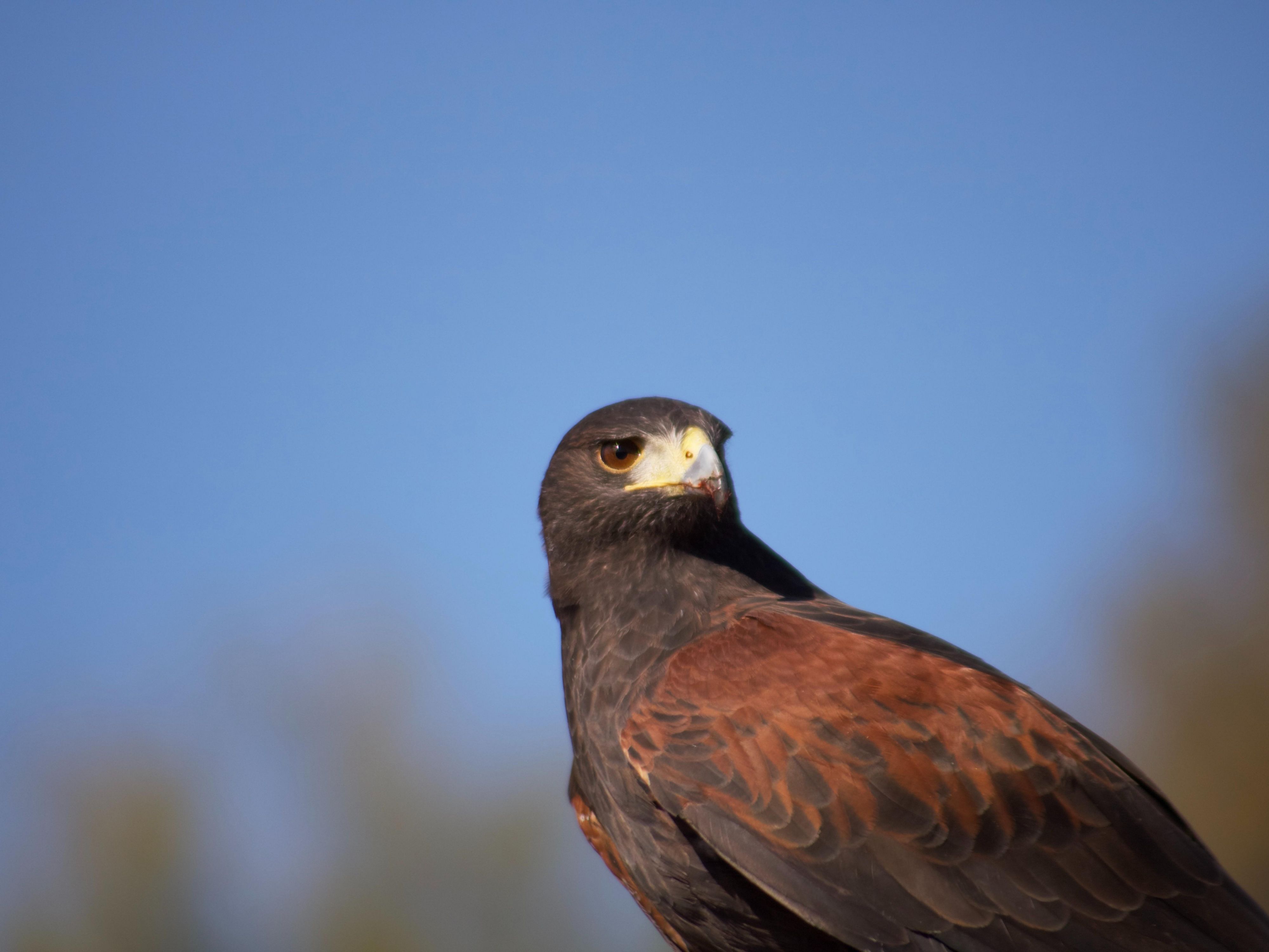 Immerse yourself in a delightful and educational family adventure at the High Desert Museum. Discover the rich history, captivating art, diverse wildlife, and vibrant culture of the surrounding area. Engage in a fun-filled experience that will enlighten and entertain, showcasing the evolution of this remarkable region over the years. 