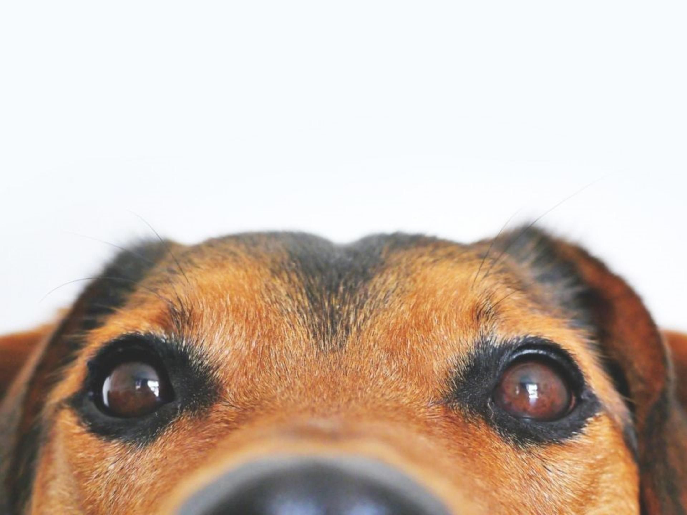 Don't leave your furry family member behind. We welcome pets! A fee of 40.00 dollars per night to a maximum of 175.00 dollars must be paid upon arrival. This is required for deep cleaning after check out. All pets must weigh less than 75 lbs. and be crated when left alone in the suite.
