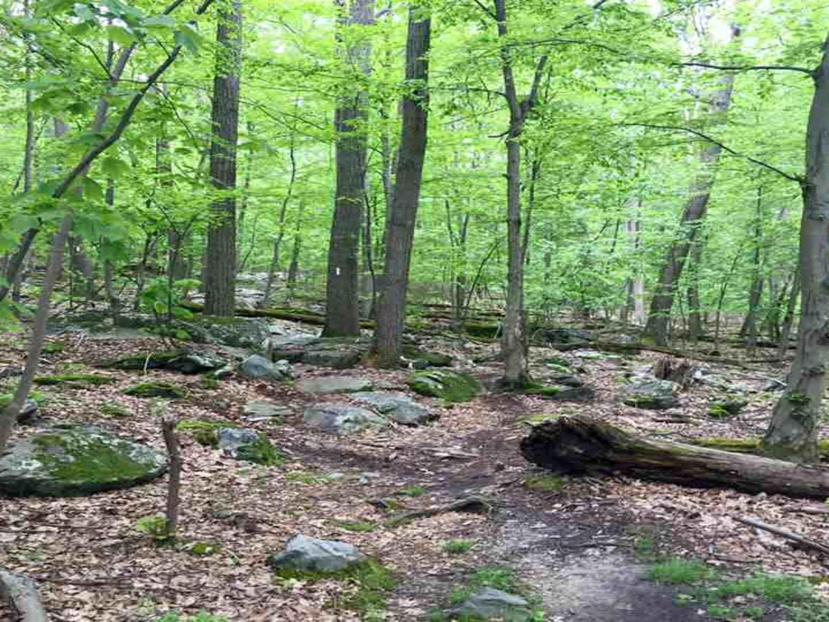 Access the AT from either Harper's Ferry or Weverton and hike a portion of this trail that runs from Georgia to Maine!  Maryland boasts 40 miles of trail and the trail head is just minutes from the hotel.  See the spectacular views at White Rocks Cliffs, visit the historic Washington Monument Park in Boonsboro and overlook the spectacular valley.  