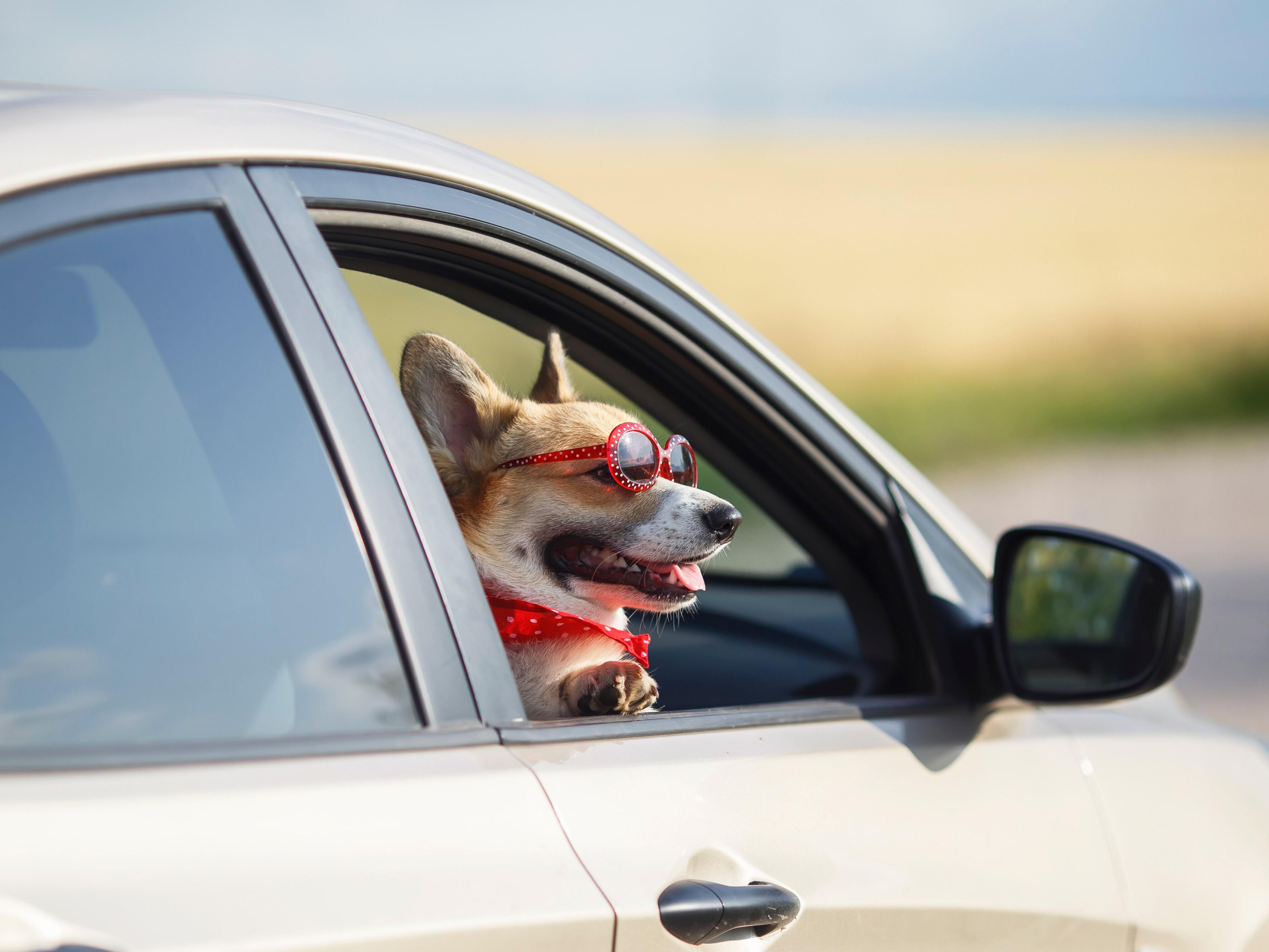 Pet-friendly stays for you and your four-legged companion and best friend. Pet Fees and policies apply. Contact us for more information.