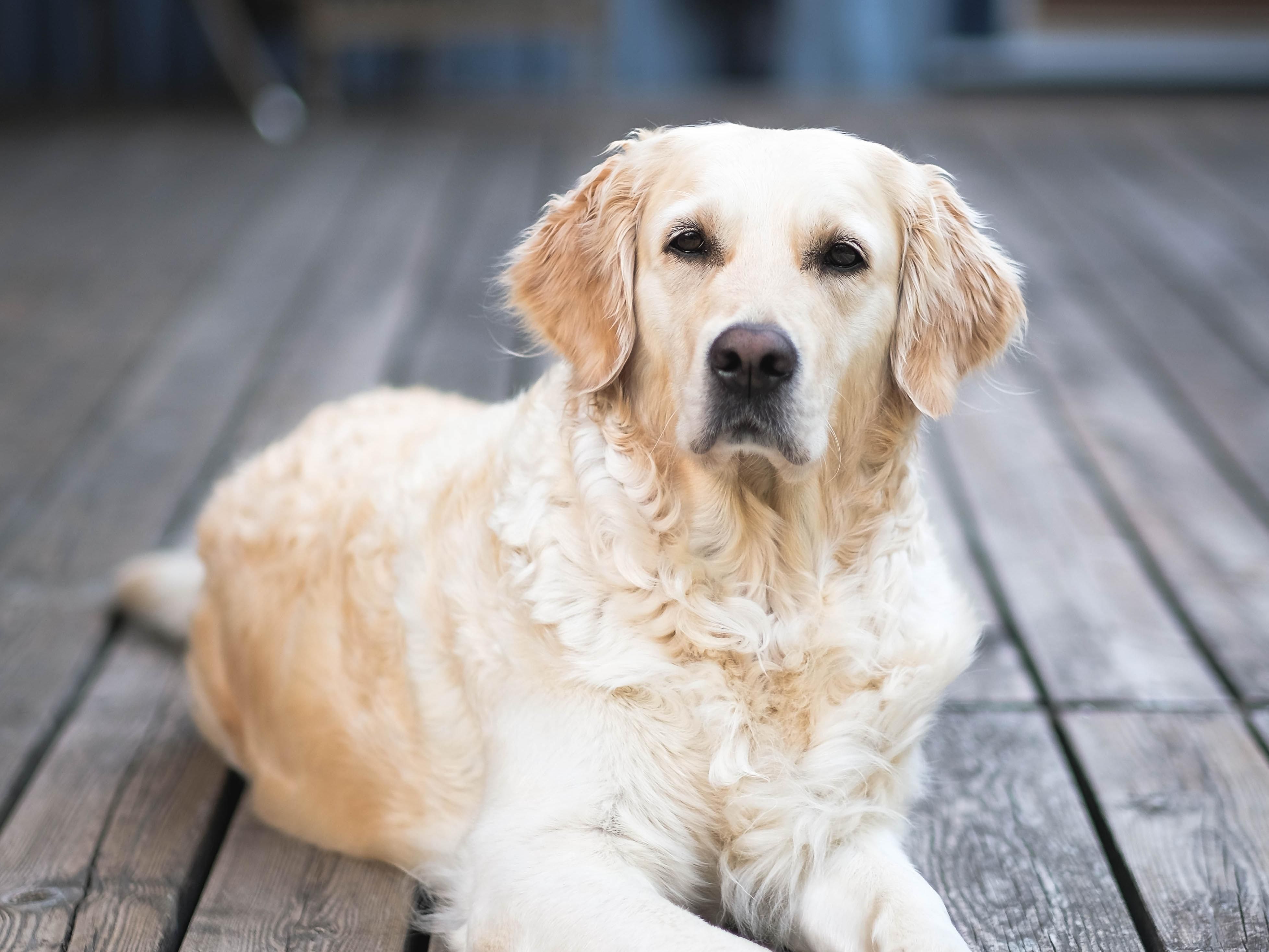 Never be without your furry best friend when you travel. We offer a pet getaway package that includes two pets per room. Call us now to book!