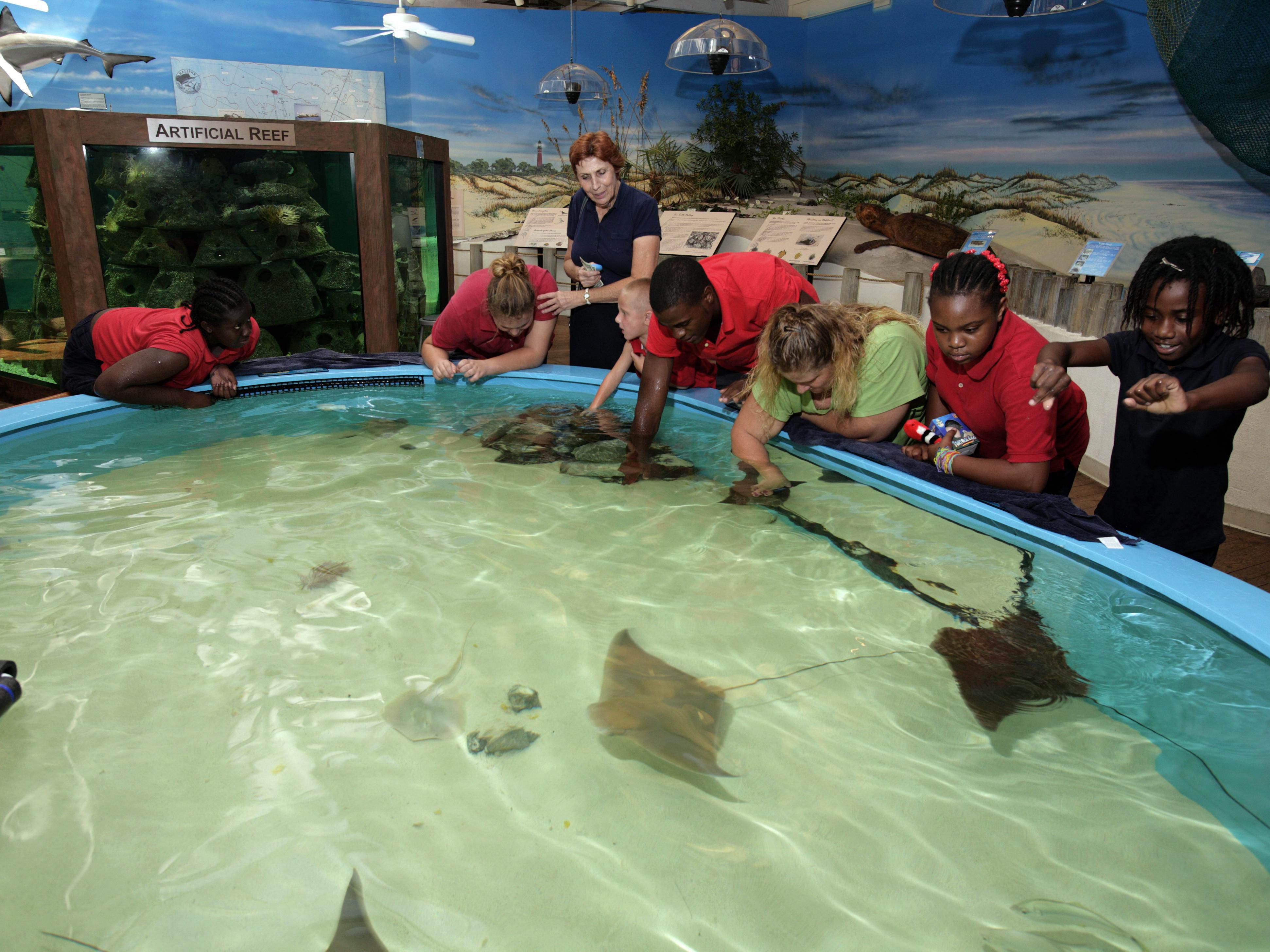 Discover and learn about Volusia County’s rich marine life – its inhabitants and the ecosystems that make this area unique – at the Marine Science Center. Through innovative learning experiences, visitors can view seabird and sea turtle rehabilitation, get hands-on in a teaching lab, and explore exhibit galleries.