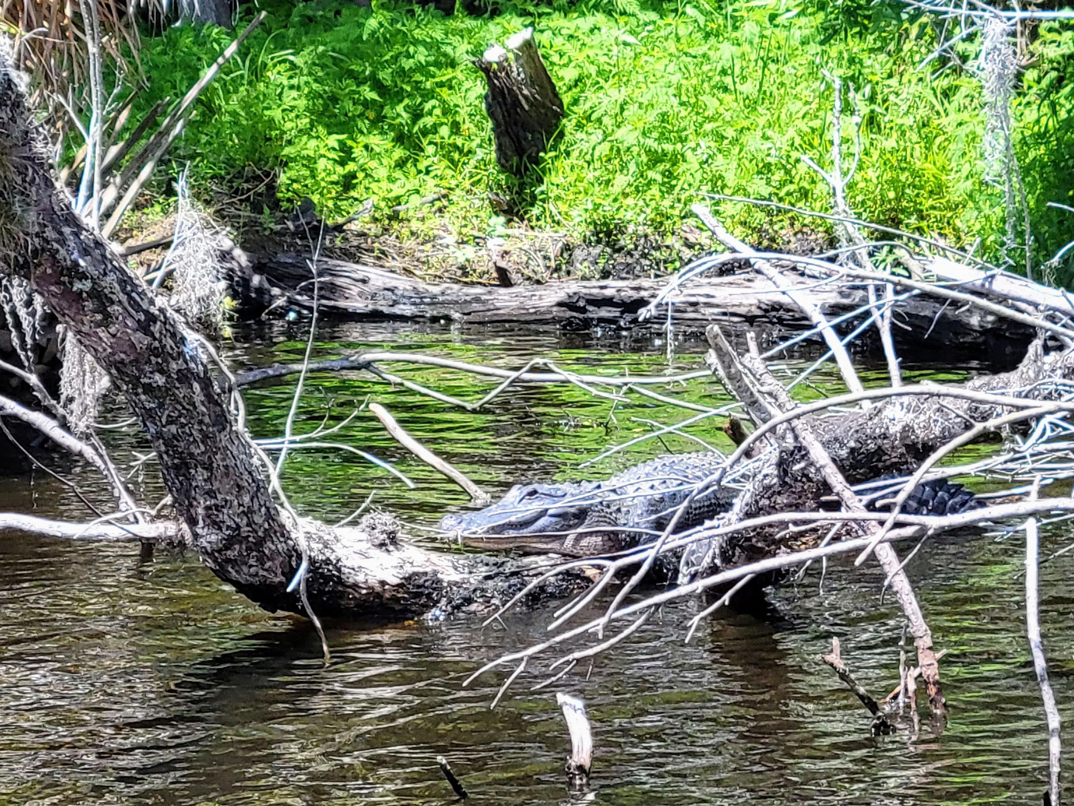 The Holiday Inn Express DeLand South is located in a region of extraordinary aquatic diversity that includes three first-magnitude springs, the “black” waters of the richly historic St. Johns River, the second largest lake in Florida, and the most biodiverse estuary in North America. 
